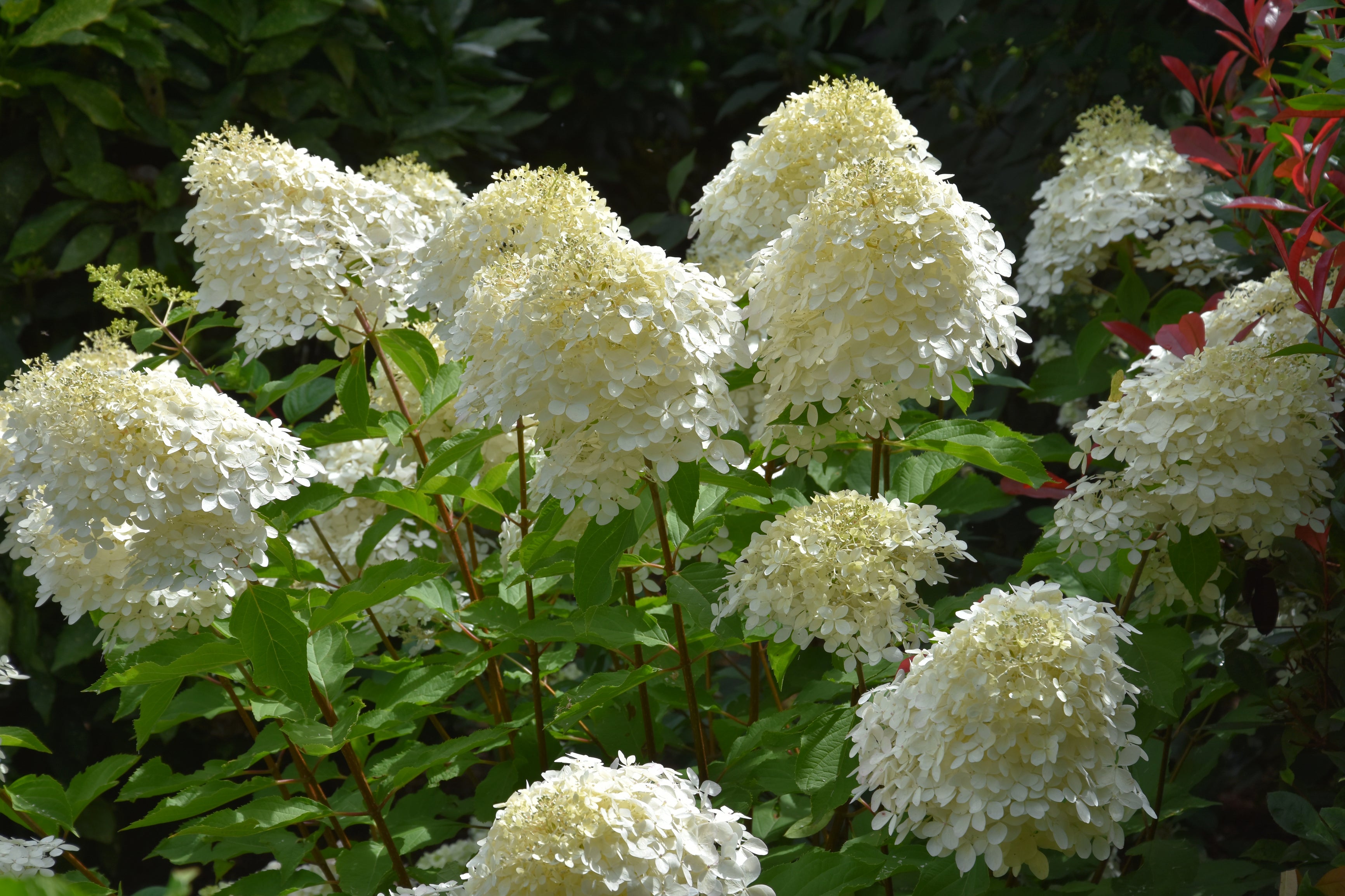 Lot de 6 hortensias blancs - Hydrangea pan. 'Phantom'