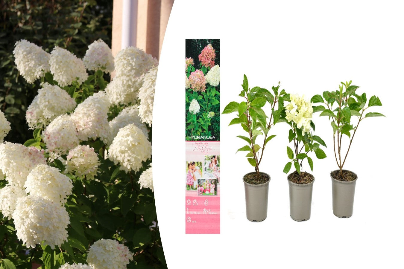 Lot de 3 hortensias blancs - Hydrangea pan. 'Phantom'