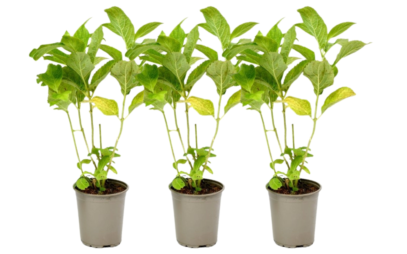 Lot de 3 hortensias blancs - Hydrangea pan. 'Phantom'