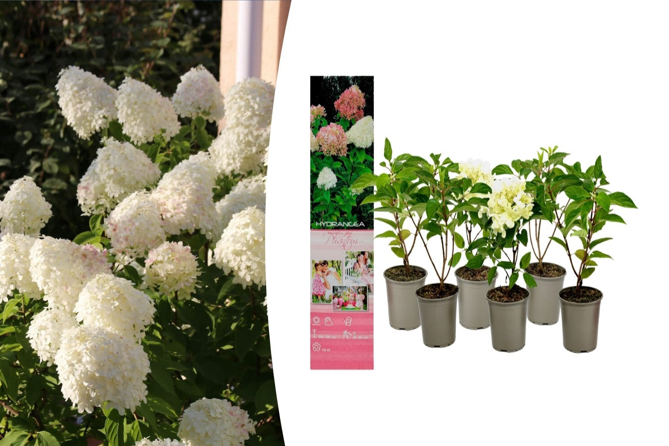Lot de 6 hortensias blancs - Hydrangea pan. 'Phantom'