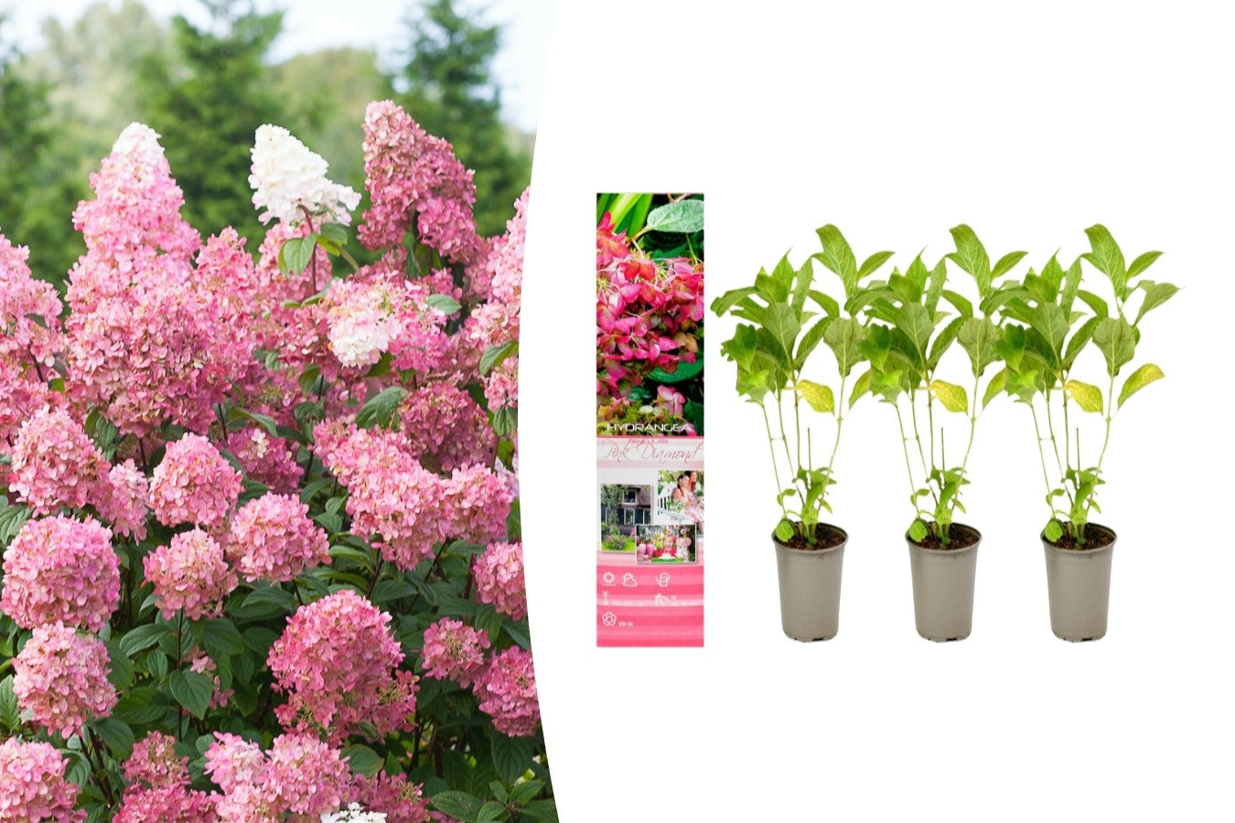 Lot de 3 hortensias roses - Hydrangea pan. 'Diamond'