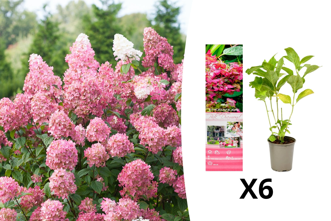 Lot de 6 hortensias roses - Hydrangea pan. 'Diamond'