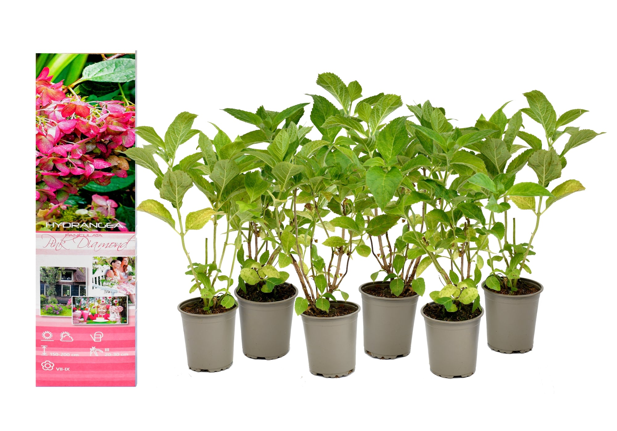 Lot de 6 hortensias roses - Hydrangea pan. 'Diamond'