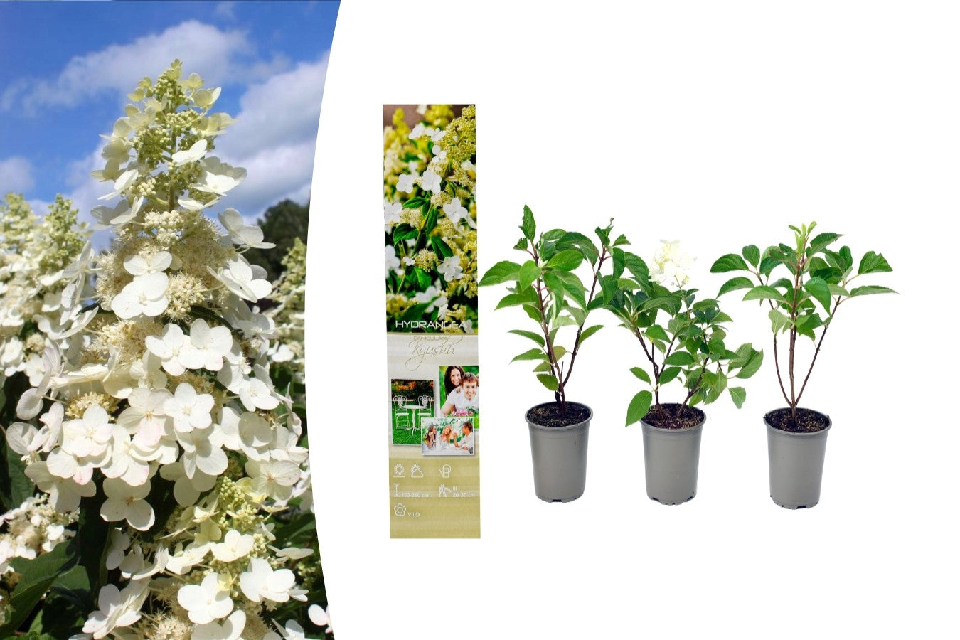 Lot de 3 hortensias paniculés blancs - Hydrangea pan. 'Kyushu'