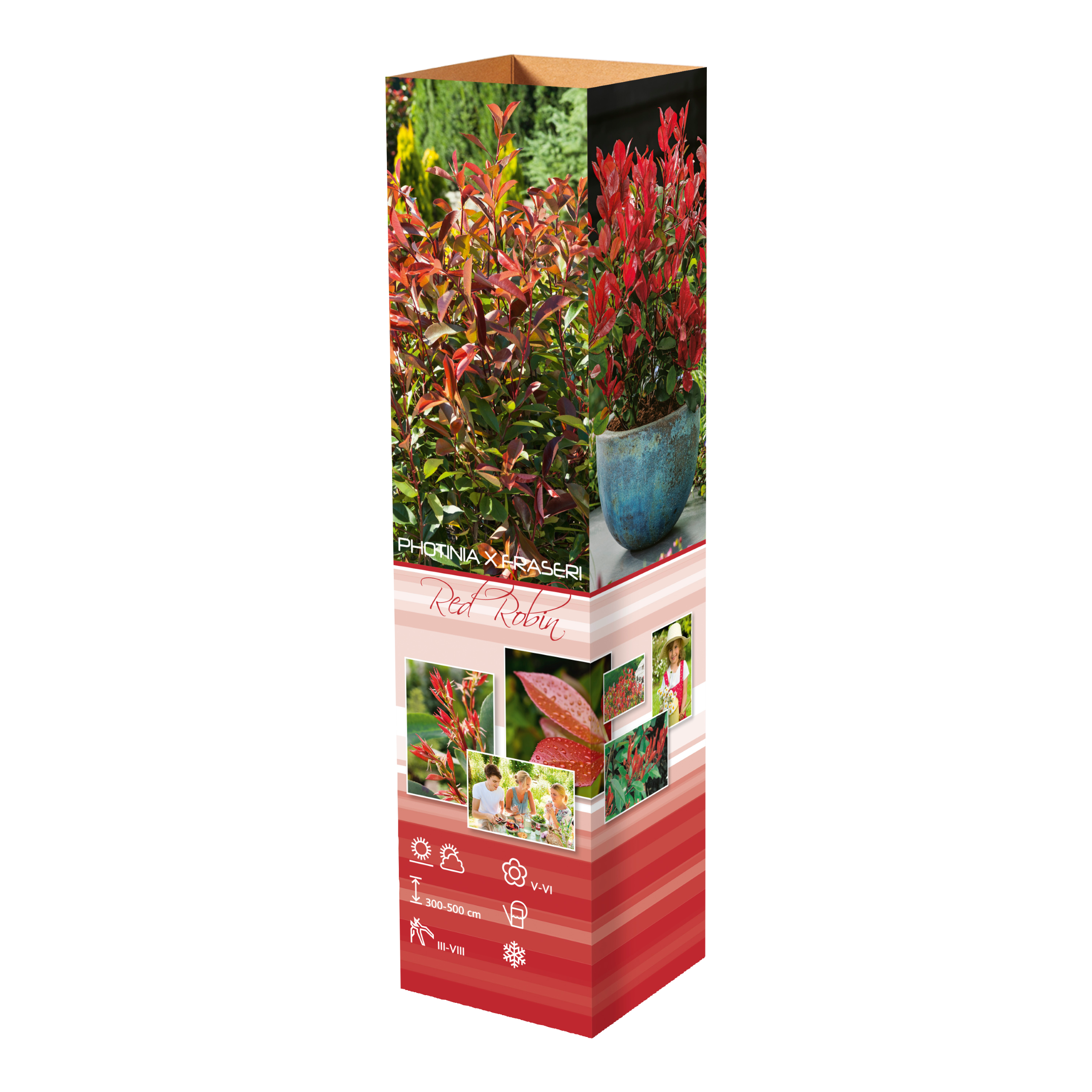 Lot de 6 Photinias rouges (Red Robin) - 30-38 cm