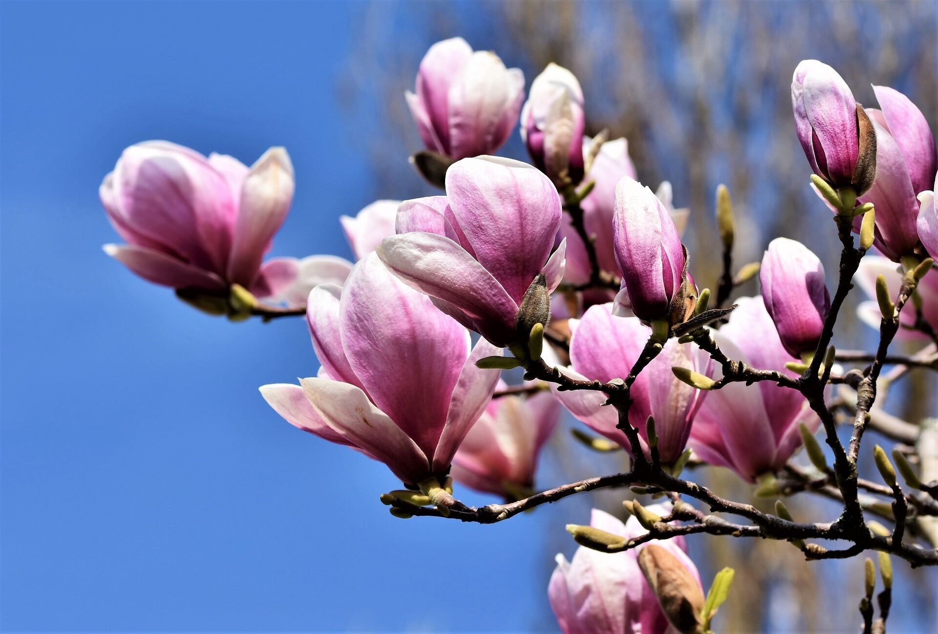 Lot de 3 magnolias : 1 magnolia Susan, 1 magnolia Soulangeana, 1 magnolia Stellata - 30-38 cm