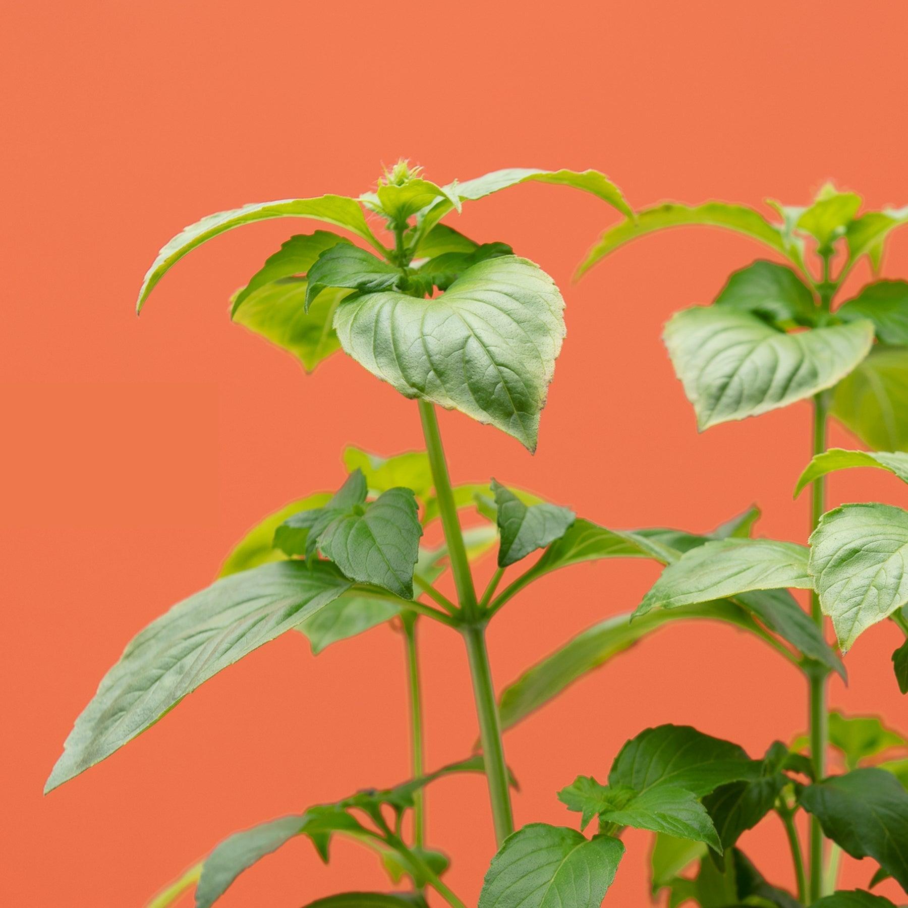 Coffret pesto fan club - Coffret comprenant 4 capsules (basilic Thai, Grenat, citron et cannelle)