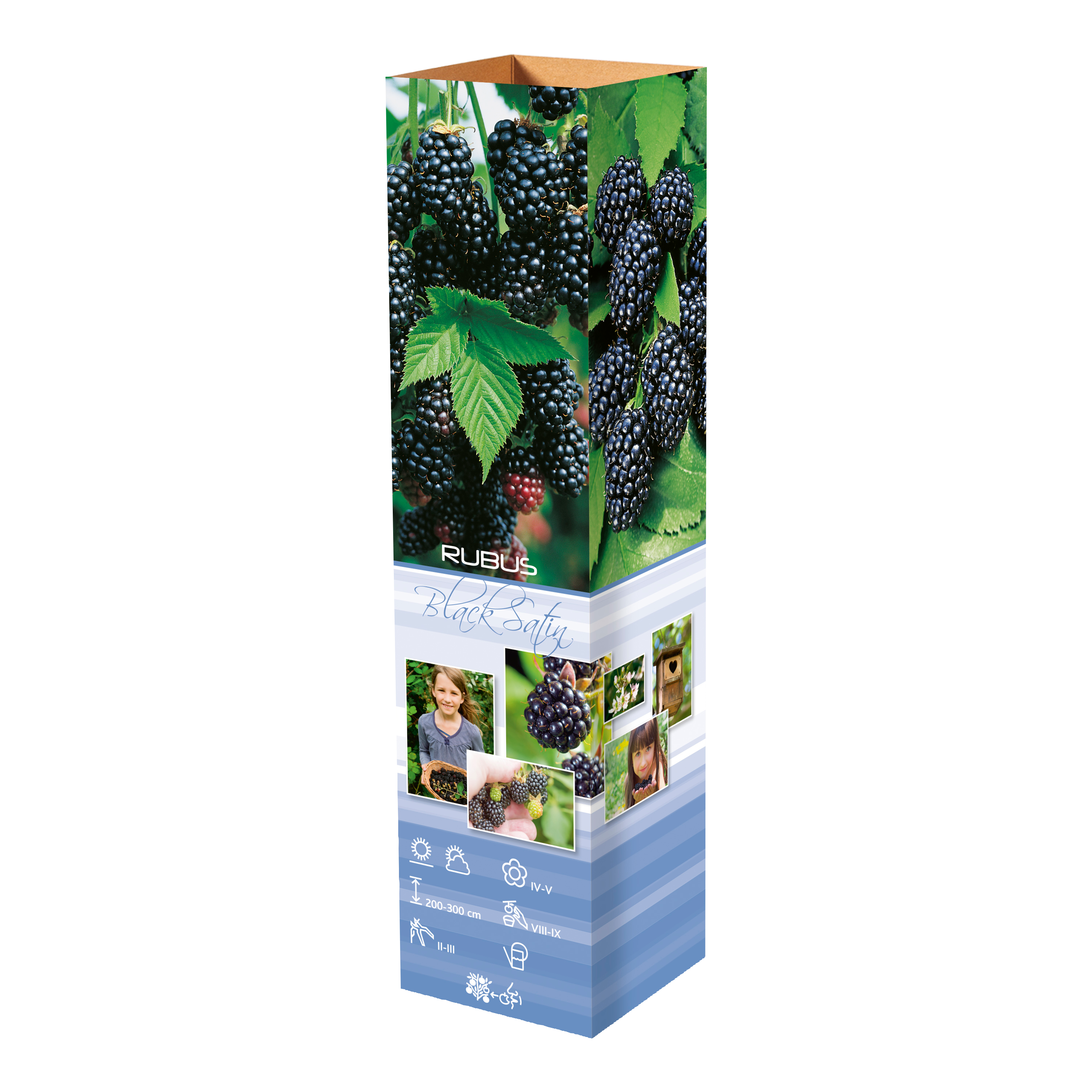 Lot de 25 plantes fruitières 30–38 cm : 20 fraisiers, 1 framboisier, 1 mûrier, 1 myrtillier, 1 groseillier, 1 cassis,