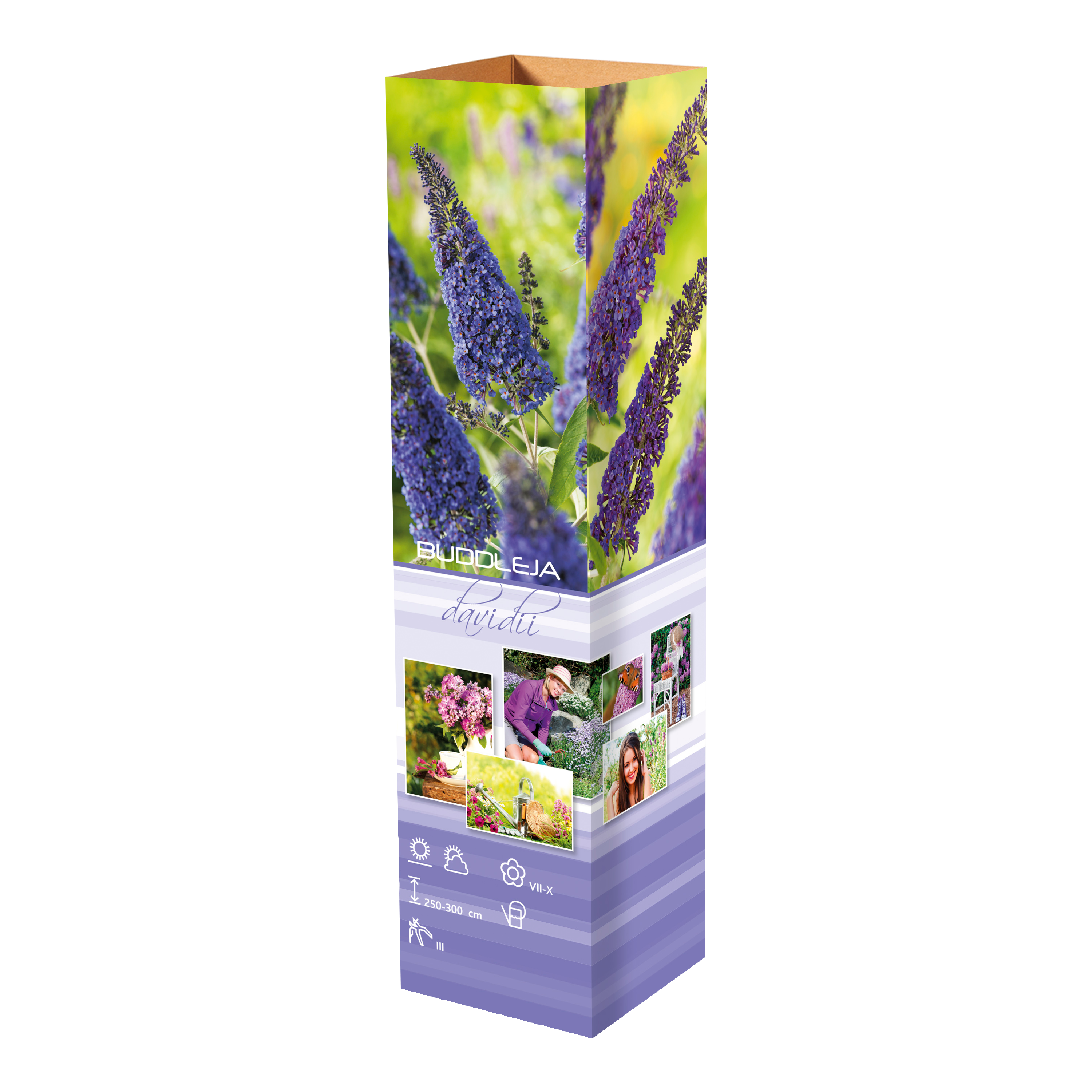 Lot de 3 arbres aux papillons ou lilas d'été (Buddleia de David) à fleurs bleues/lila - 30-38 cm