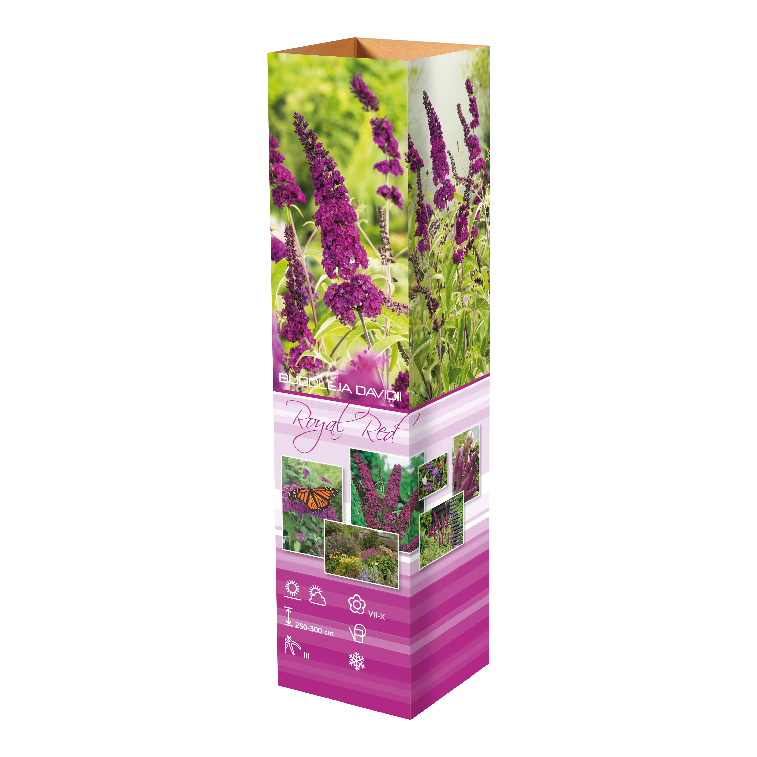 Lot de 3 arbres aux papillons ou lilas d'été (Buddleia de David) à fleurs violettes/rouges