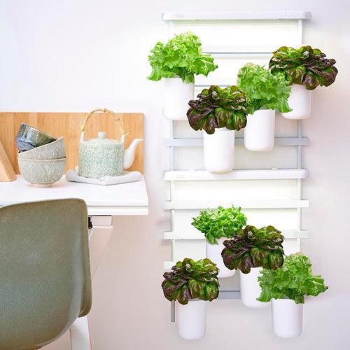 Coffret salades - 4 capsules de salades (batavia, la tendre feuille de Chêne, salanova verte et salanova rouge).