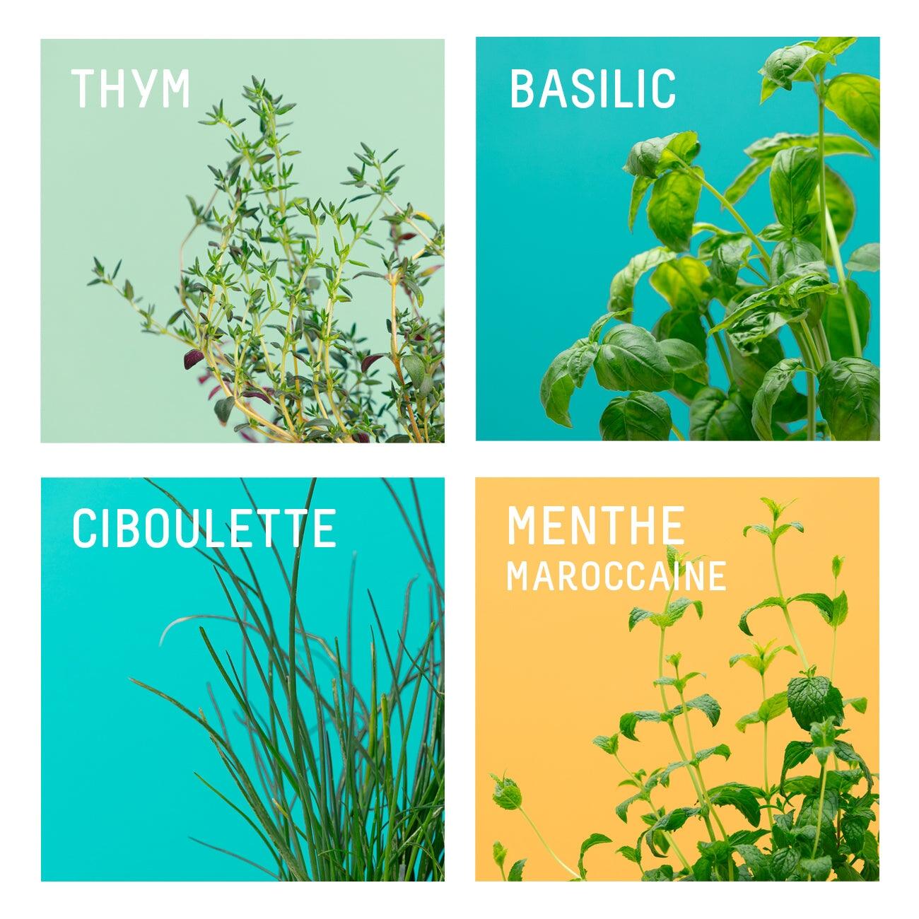 Coffret Les Indispensables (4 capsules: basilic grand vert, menthe marocaine, ciboulette, thym)