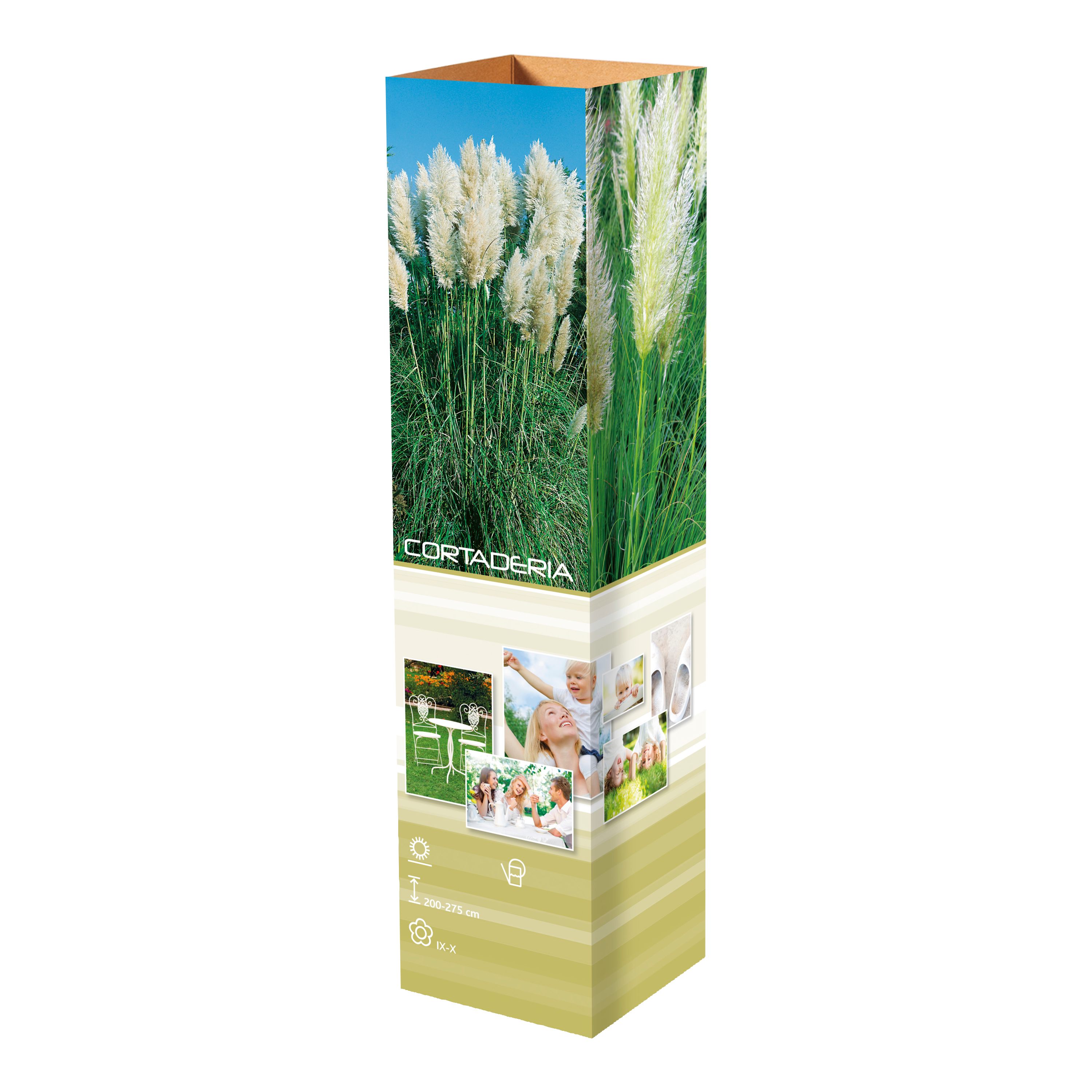 Lot de 8 graminées: 2 Stipa, 2 Pennisetum, 2 Cortaderia blanche, 2 Imperata
