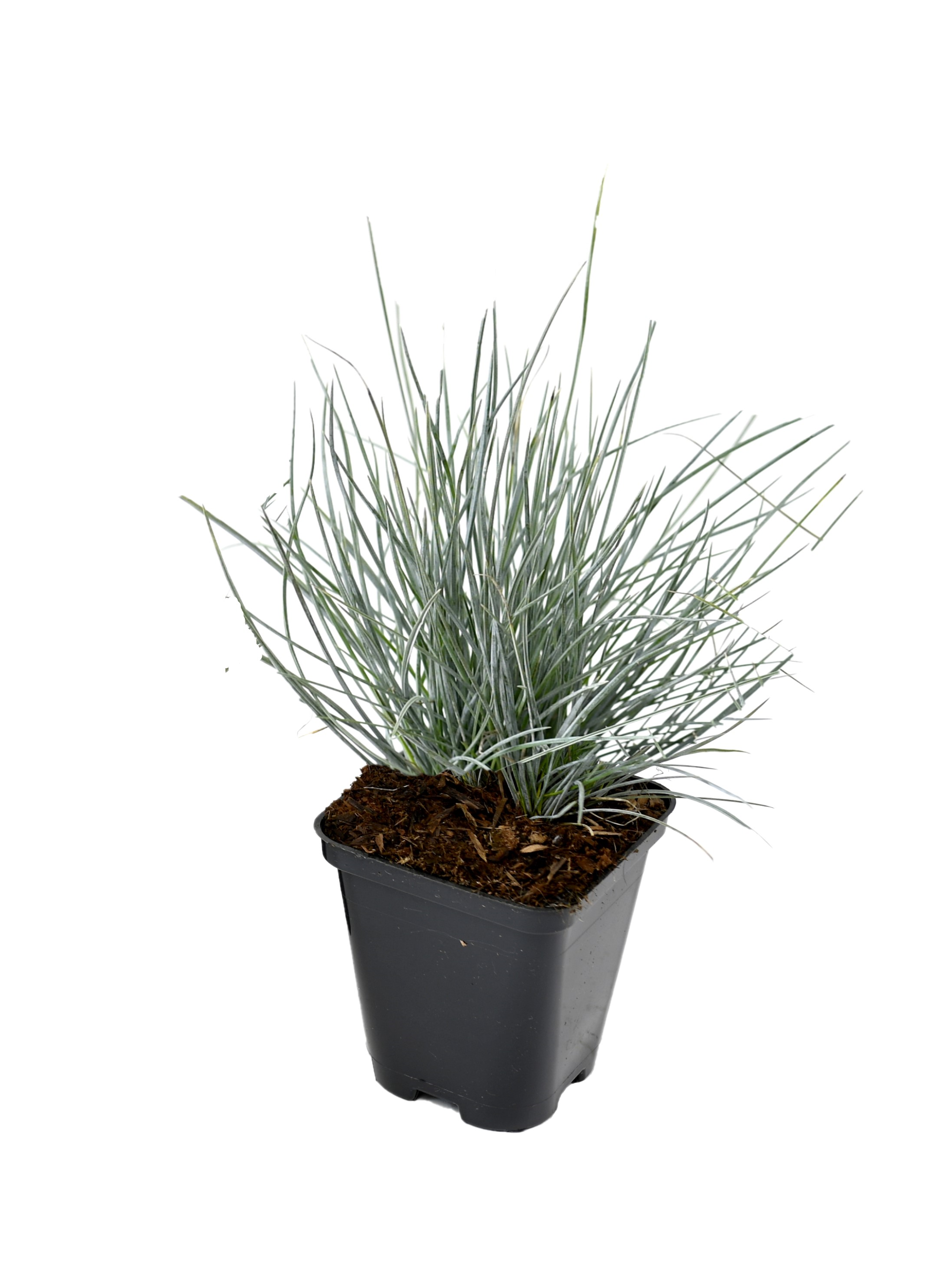 Lot de 8 graminées : 2 Stipa, 2 Pennisetum, 2 Imperata, 2 Festuca - 20-38 cm