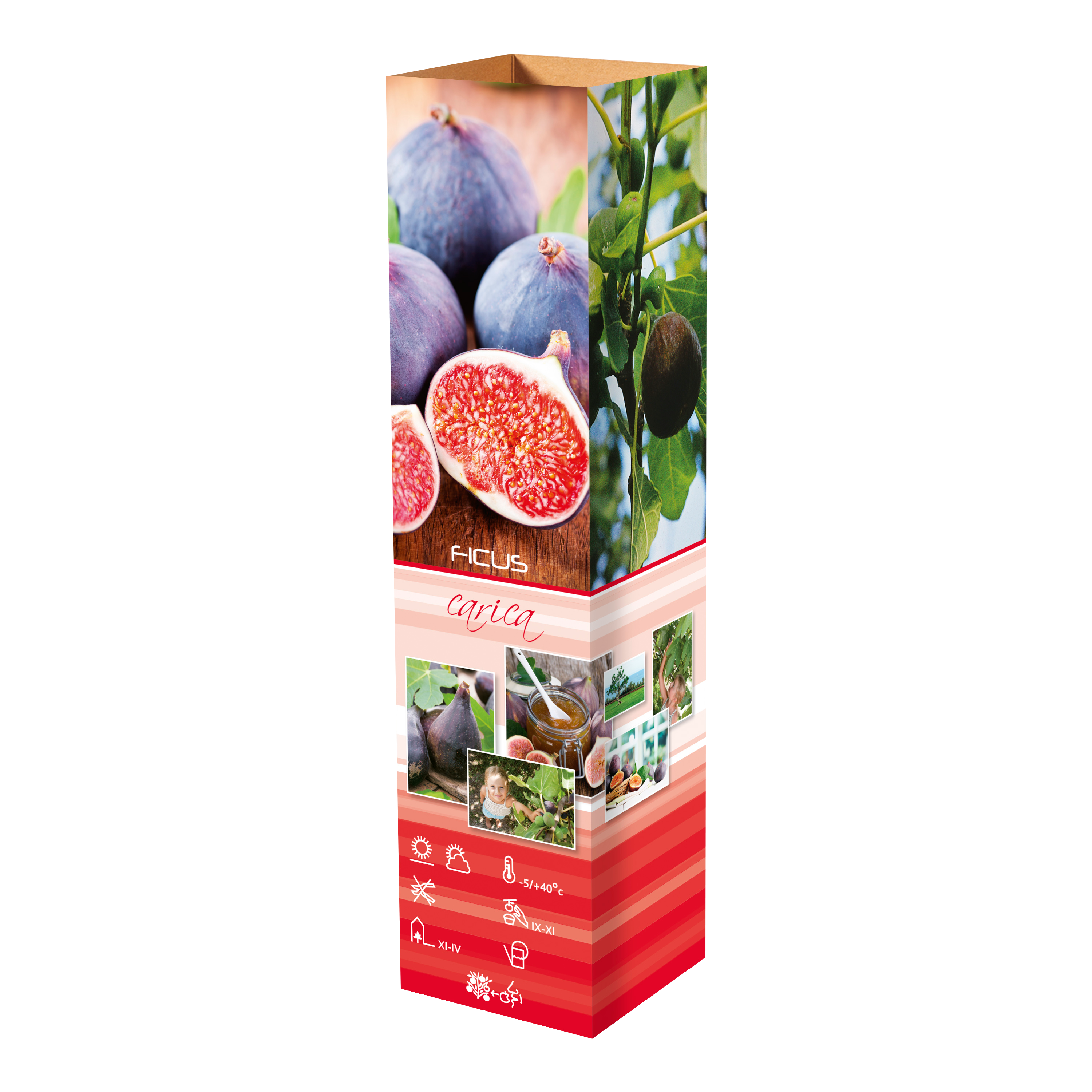 Lot de 6 plantes méditerranéennes : 1 olivier, 1 figuier, 1 citronnier, 1 oranger, 1 laurier rose, 1 oiseau du paradis - 25-38 cm