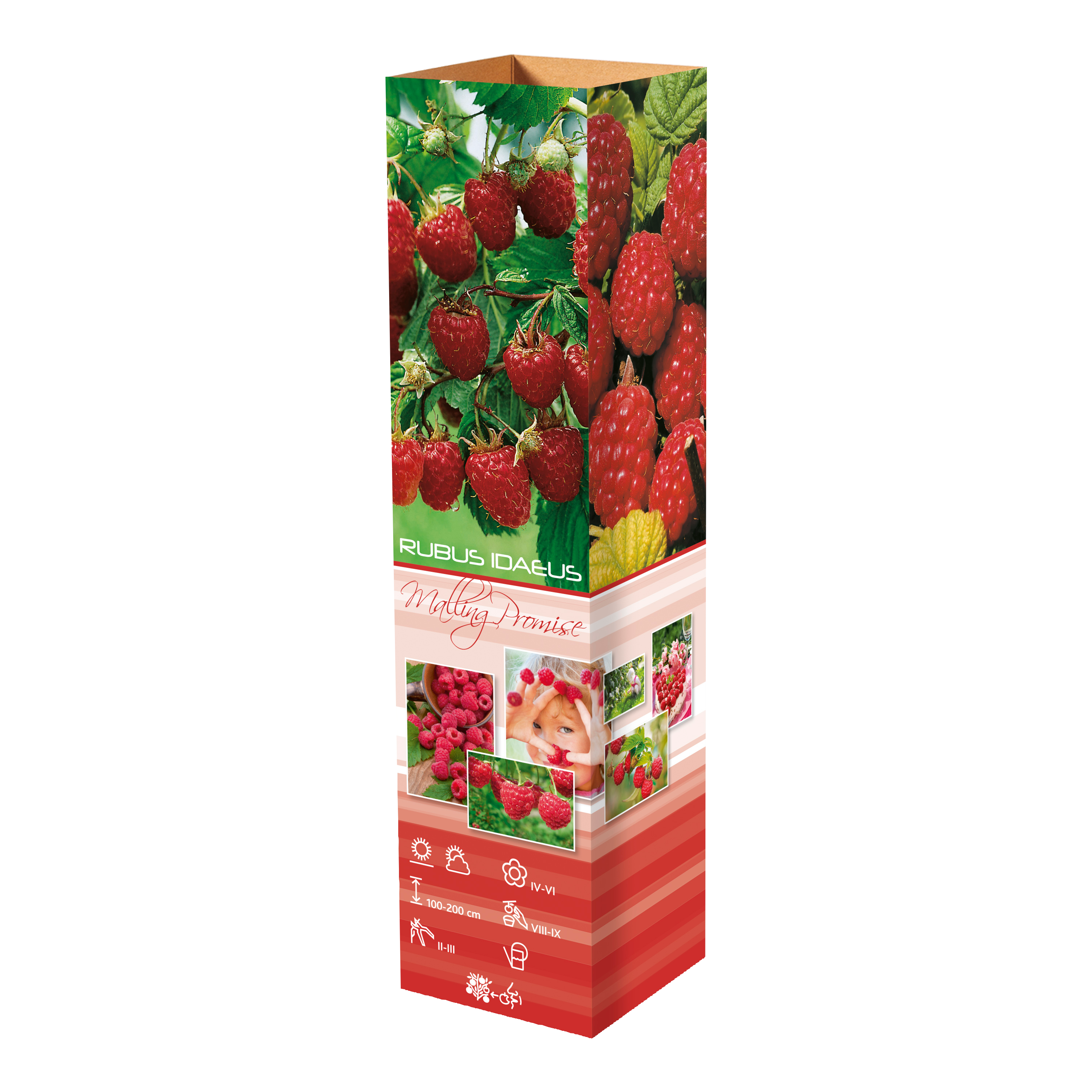 Lot de 25 plantes fruitières 30–38 cm : 20 fraisiers, 1 framboisier, 1 mûrier, 1 myrtillier, 1 groseillier, 1 cassis,