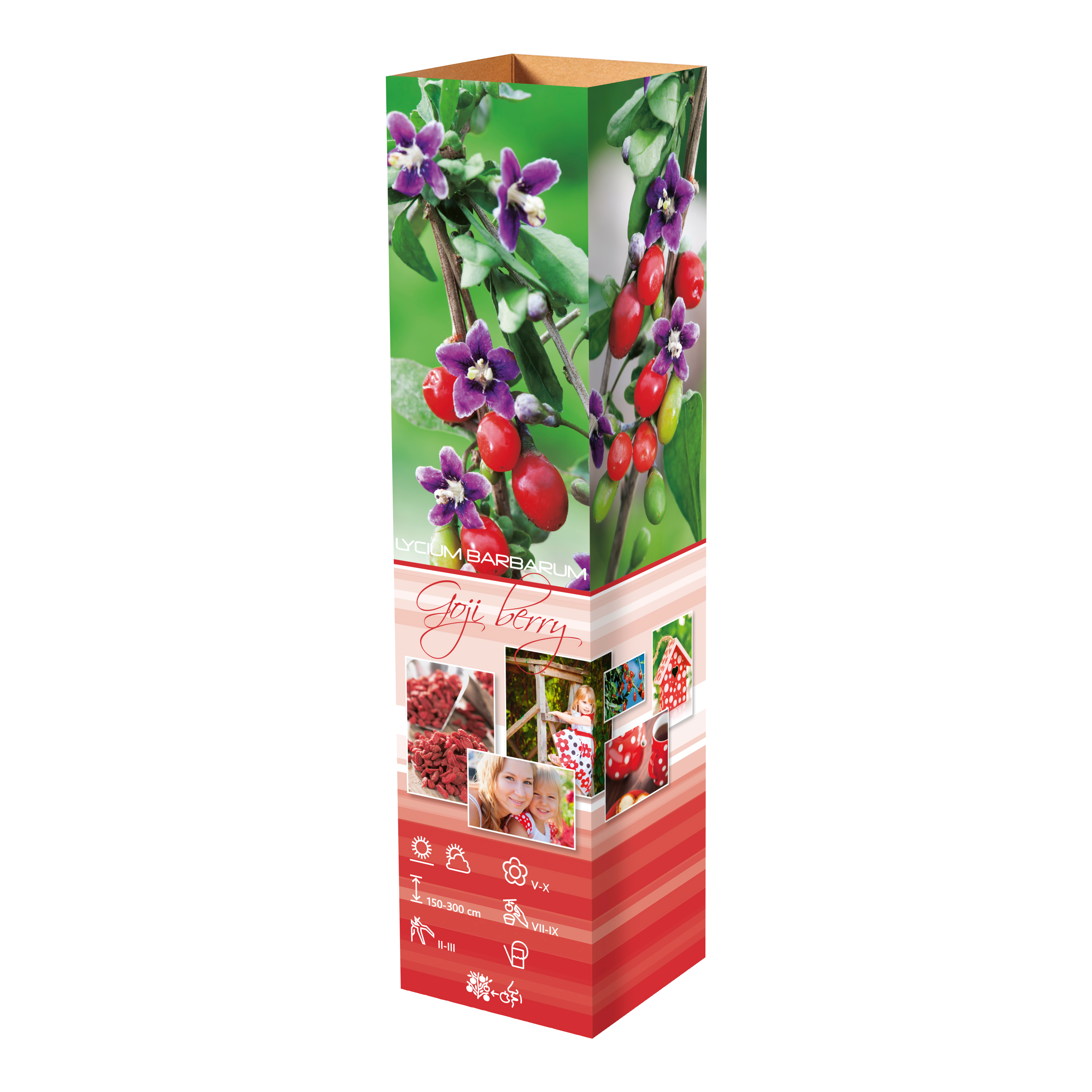 Lot de 8 plantes vitaminées 30–38 cm - 2 baies de Goji, 2 Honeyberry, 2 myrtilles, 2 grenades