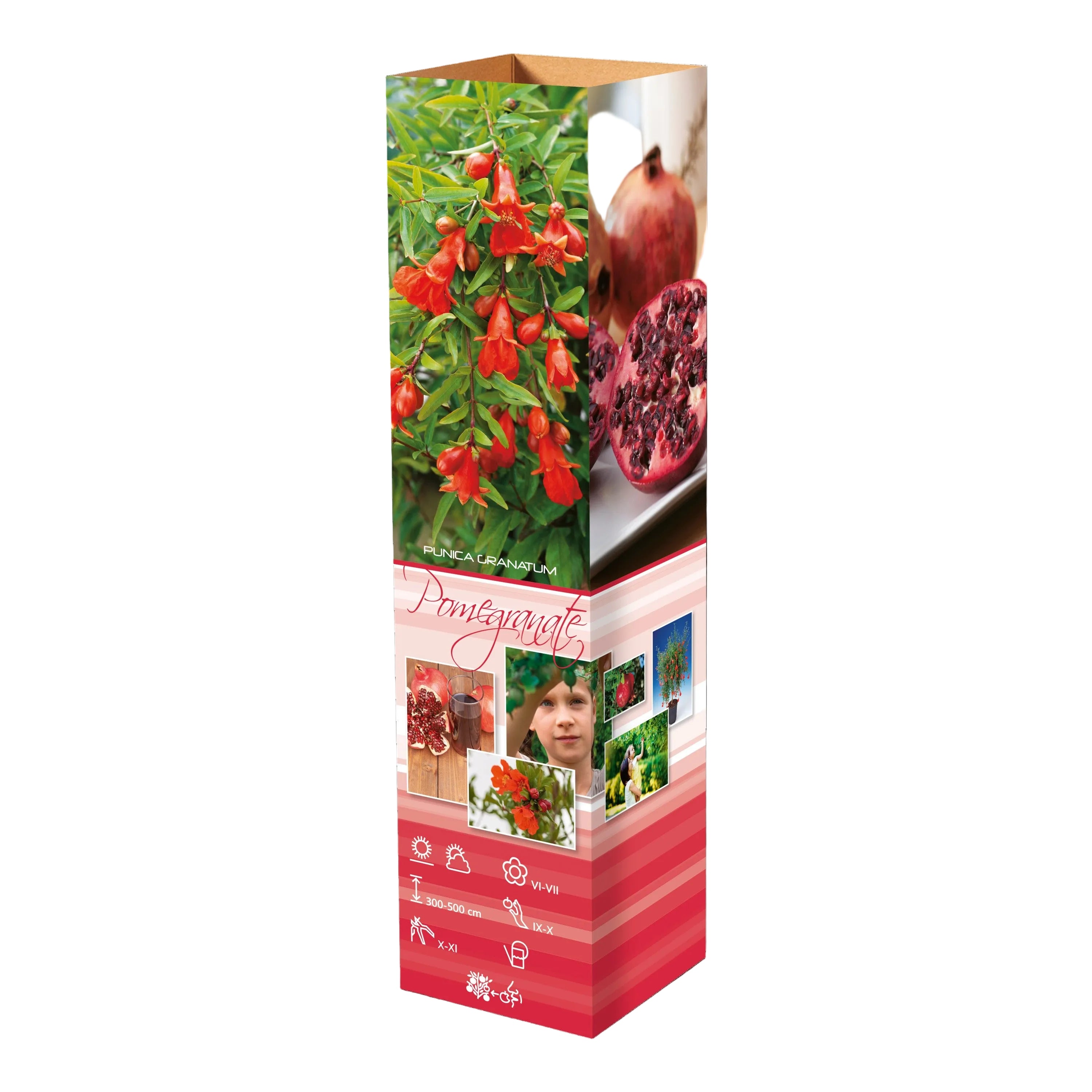 Lot de 8 plantes vitaminées 30–38 cm - 2 baies de Goji, 2 Honeyberry, 2 myrtilles, 2 grenades