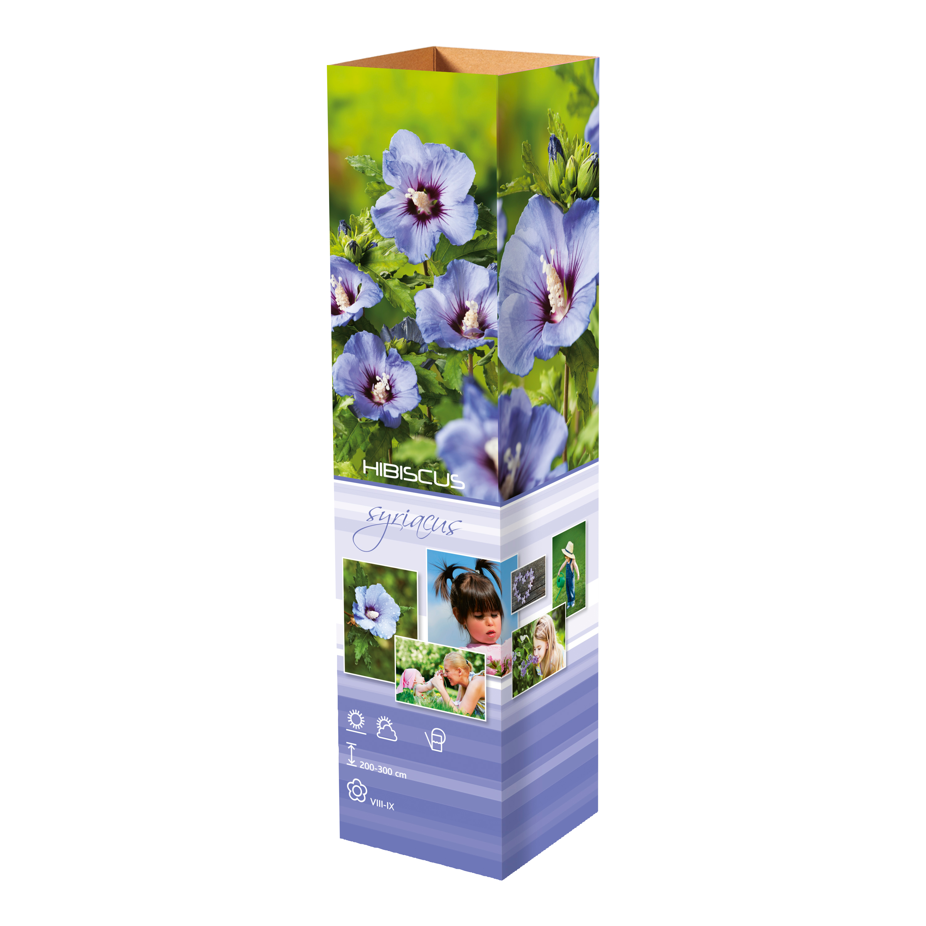 Lot de 8 arbustes d'ornement, mélange coloré pour un jardin vivant : 2 Hibiscus, 2 Weigelia, 2 Deutzia, 2 Forsythia