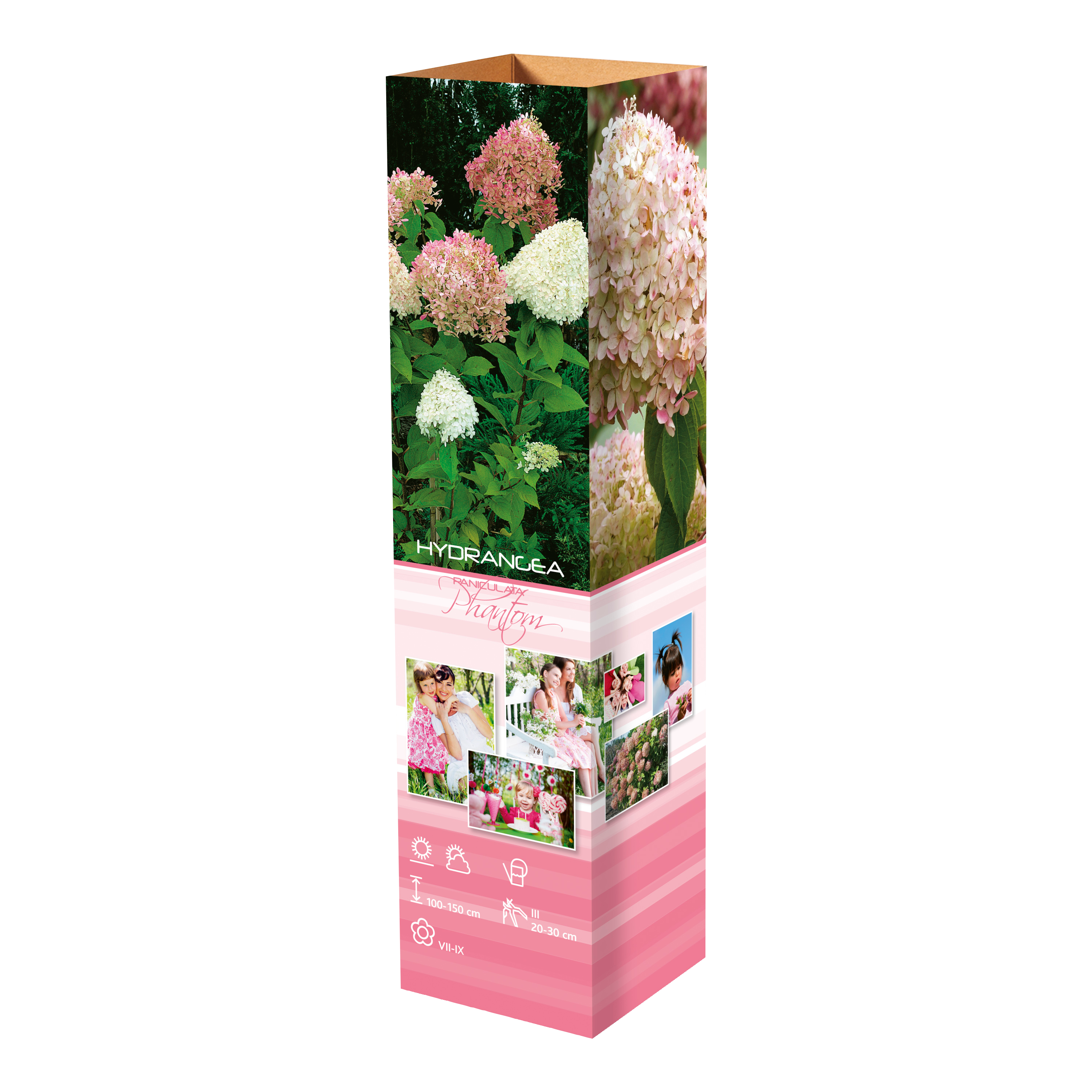 Lot de 4 hortensias : 1 rose blanc,  1 rose, 1 bleu, 1 blanc - 30-38 cm