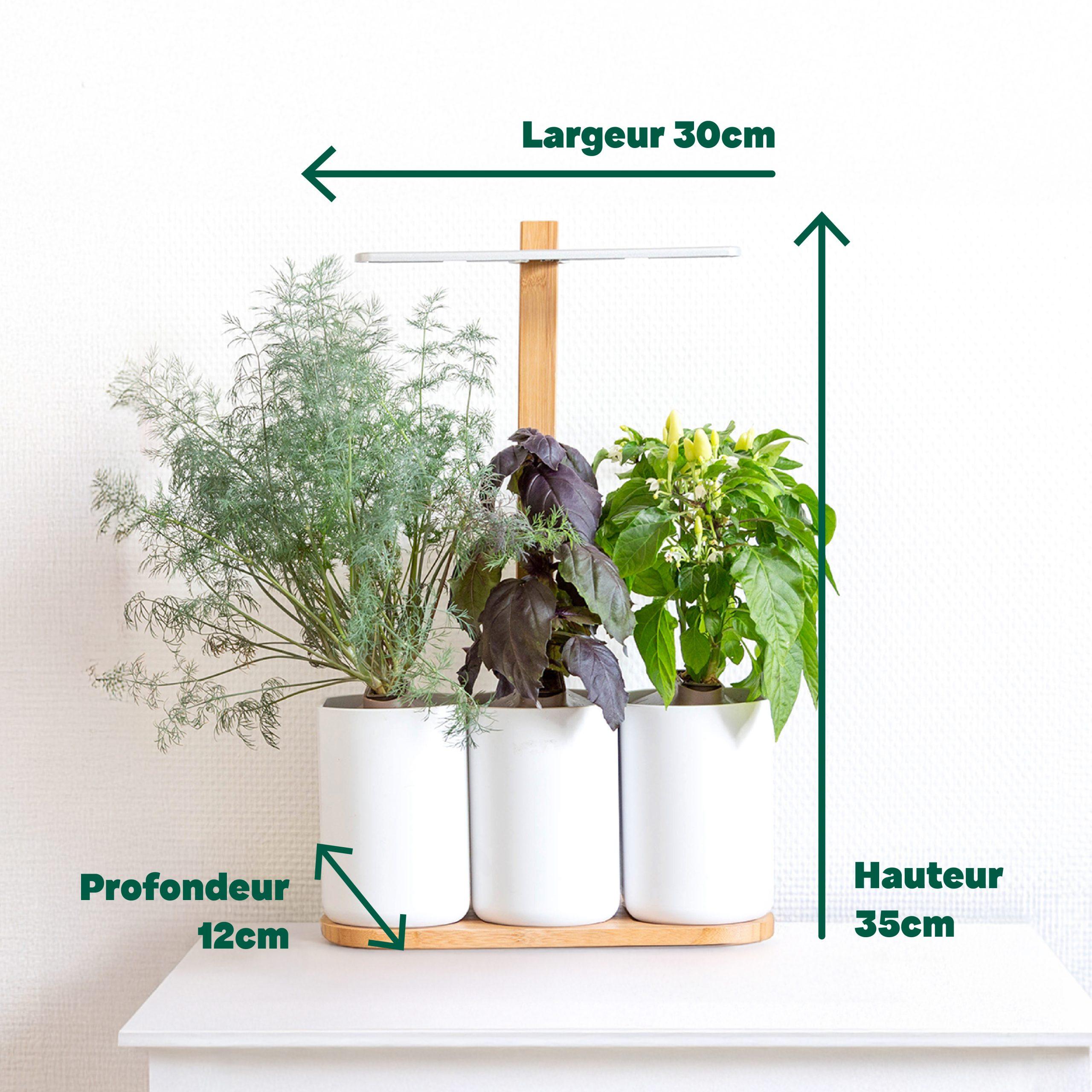 Lilo aromates - livré avec 3 capsules de basilic fin, persil frisé et menthe verte.