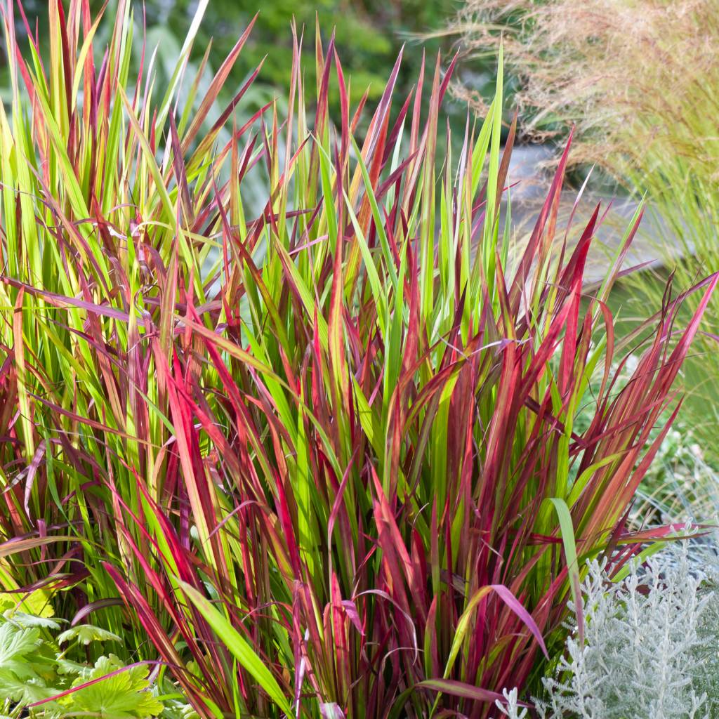 Lot de 8 graminées: 2 Pennisetum, 2 Liriopes, 2 Imperata, 2 Festuca,