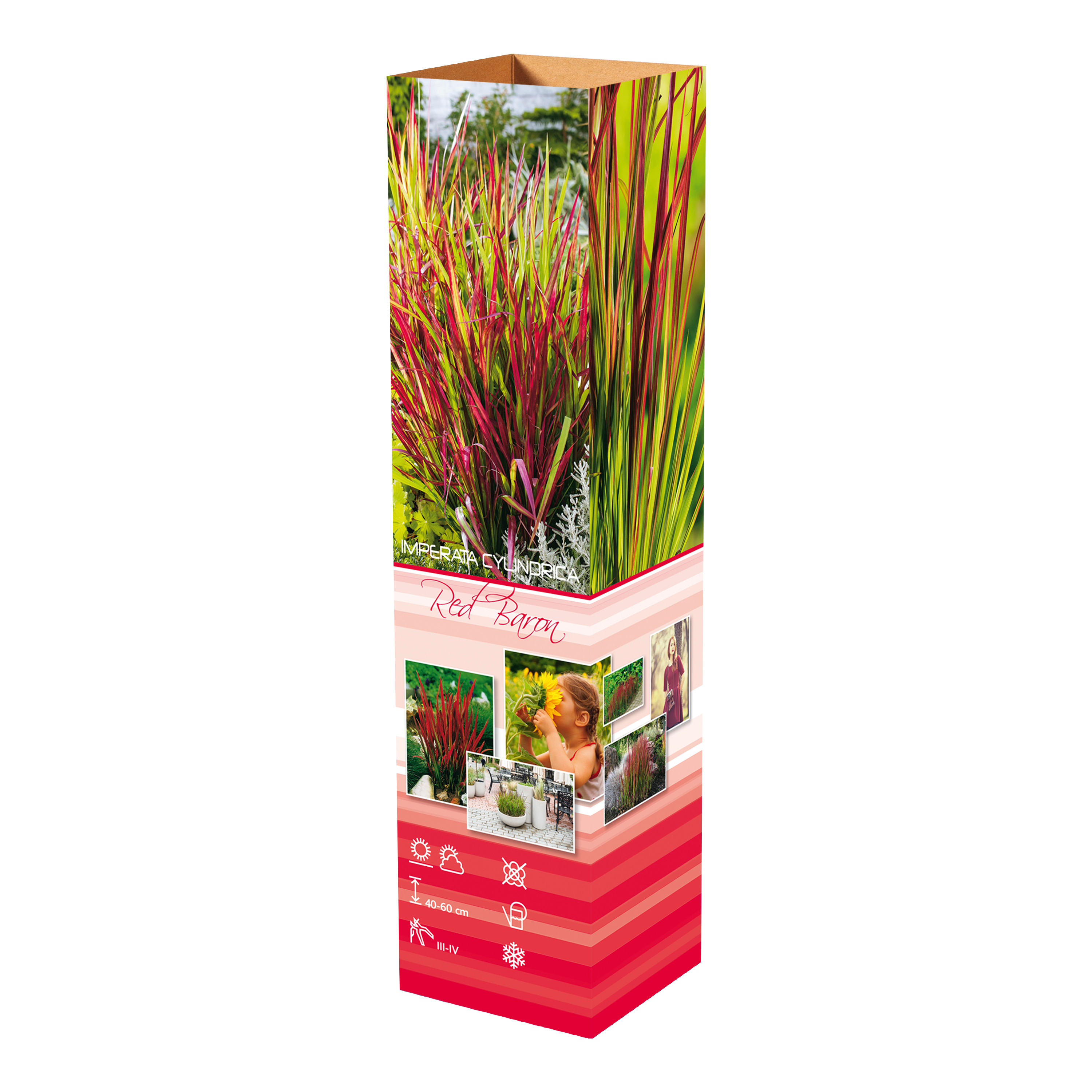 Lot de 8 graminées: 2 Pennisetum, 2 Liriopes, 2 Imperata, 2 Festuca,