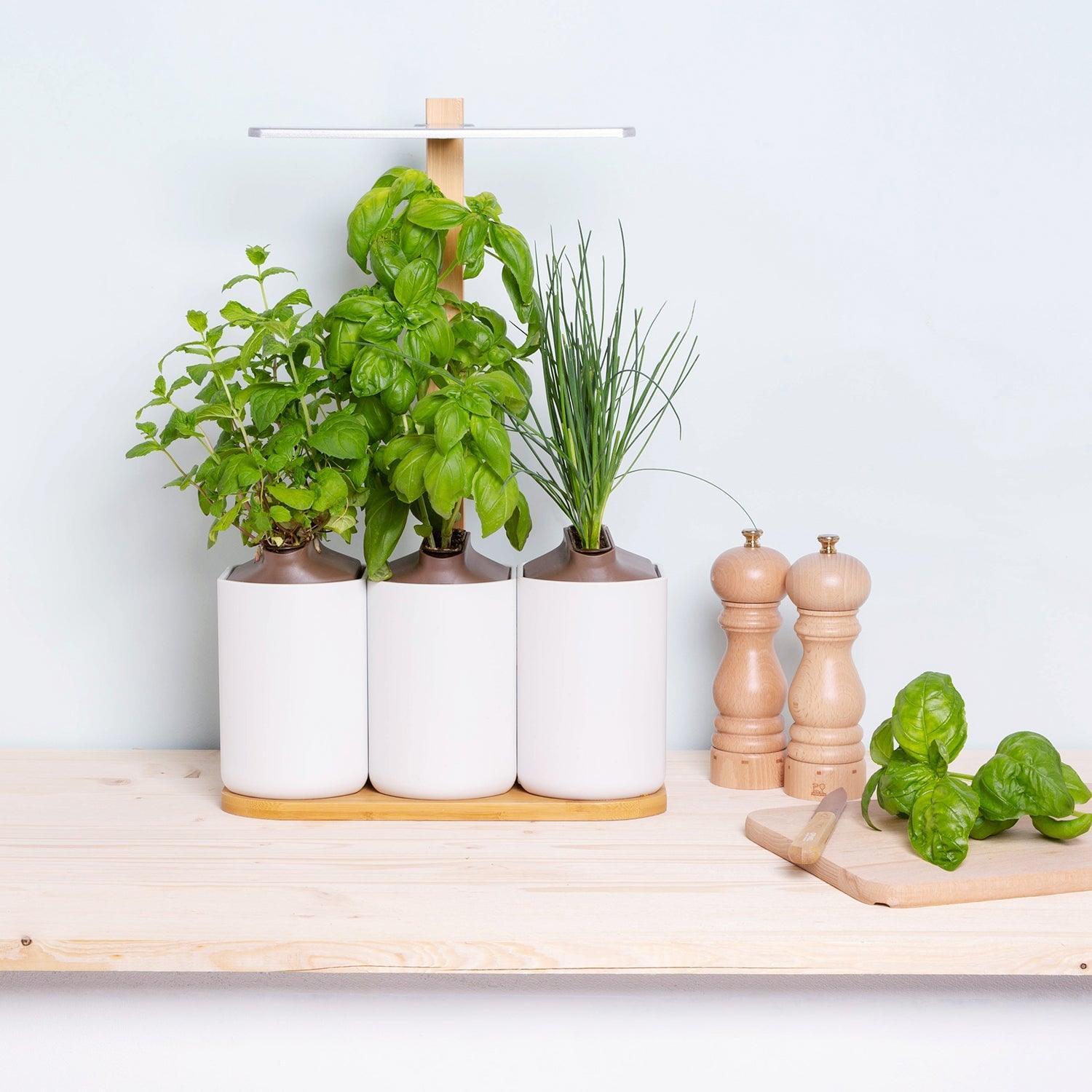 Coffret Les Indispensables (4 capsules: basilic grand vert, menthe marocaine, ciboulette, thym)