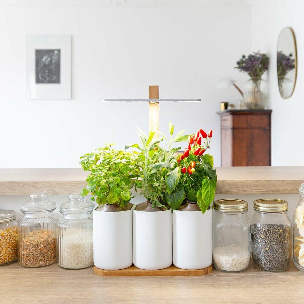 Lilo fleurs et ornementales - livré avec 3 capsules de coleus, tournesol et rose d’inde