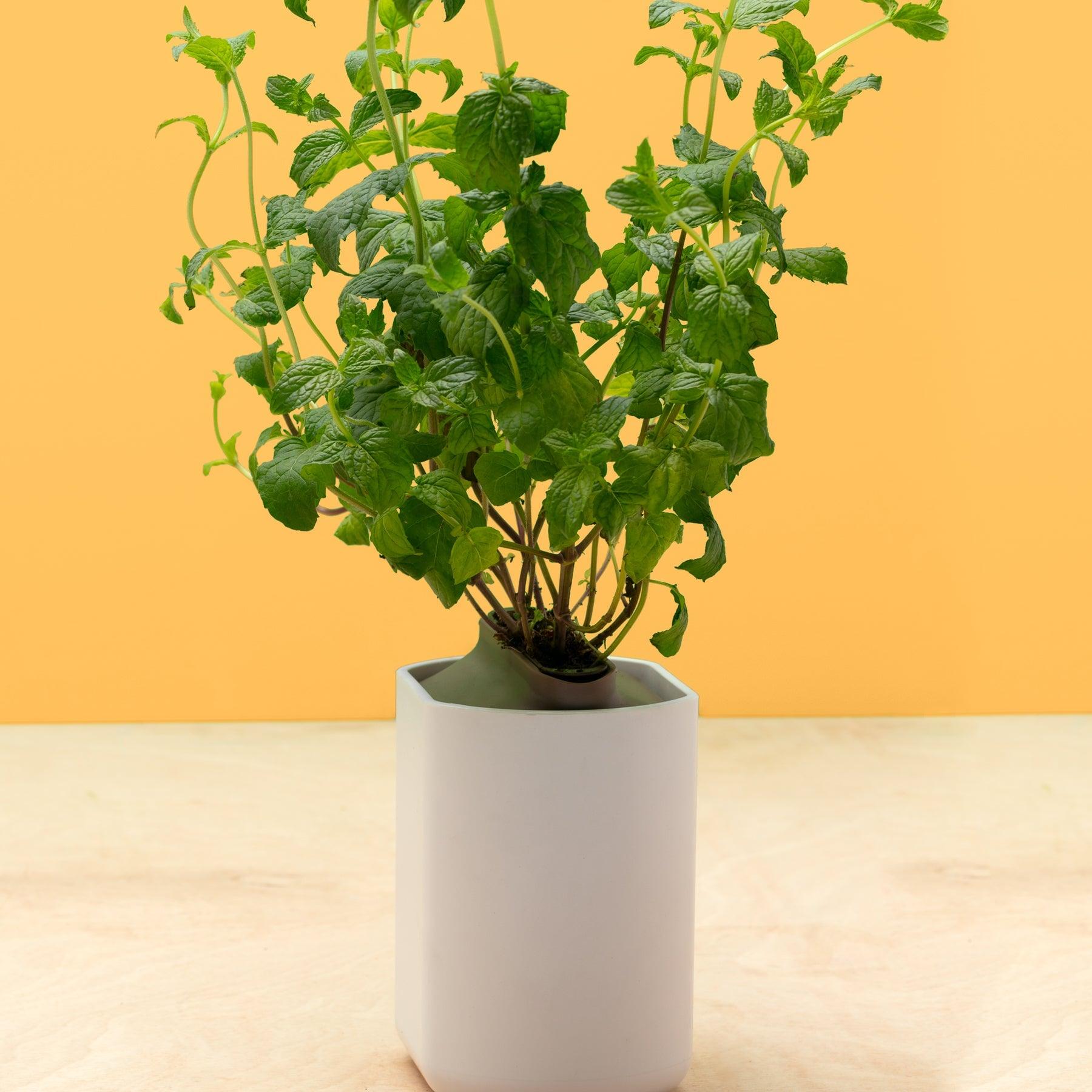 Coffret Les Indispensables (4 capsules: basilic grand vert, menthe marocaine, ciboulette, thym)