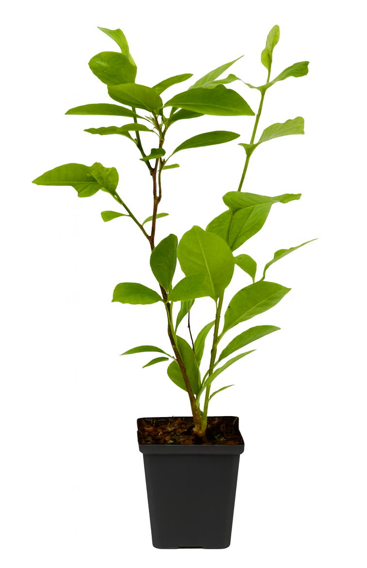 Lot de 3 magnolias Stellata - 30-38 cm