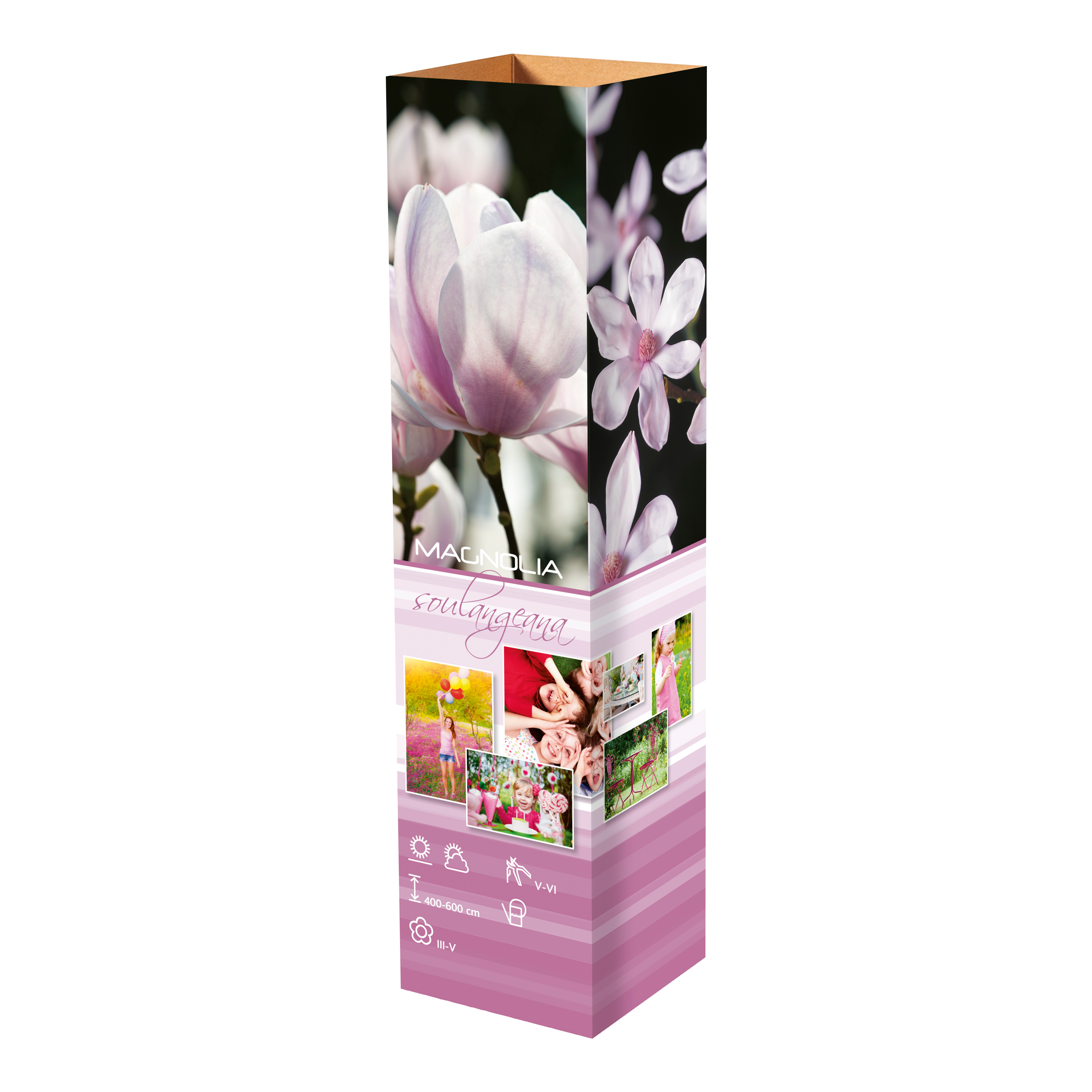 Lot de 3 magnolias : 1 magnolia Susan, 1 magnolia Soulangeana, 1 magnolia Stellata - 30-38 cm