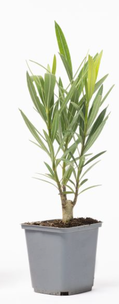 Lot de 8 lauriers roses - Fleurs blanches 25-38 cm
