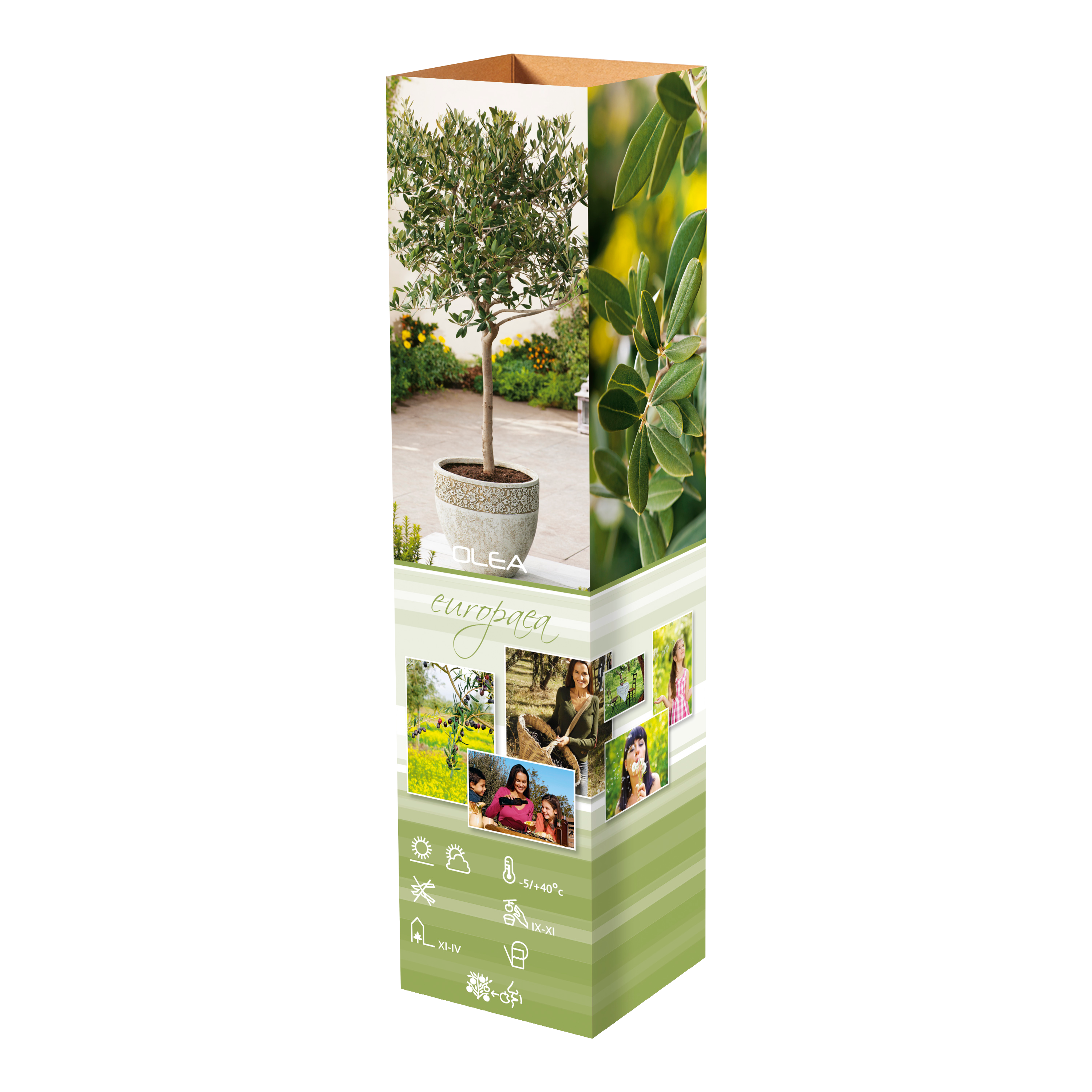 Lot de 4 plantes méditerranéennes : 1 olivier, 1 figuier, 1 citronnier, 1 oranger - 25-38 cm
