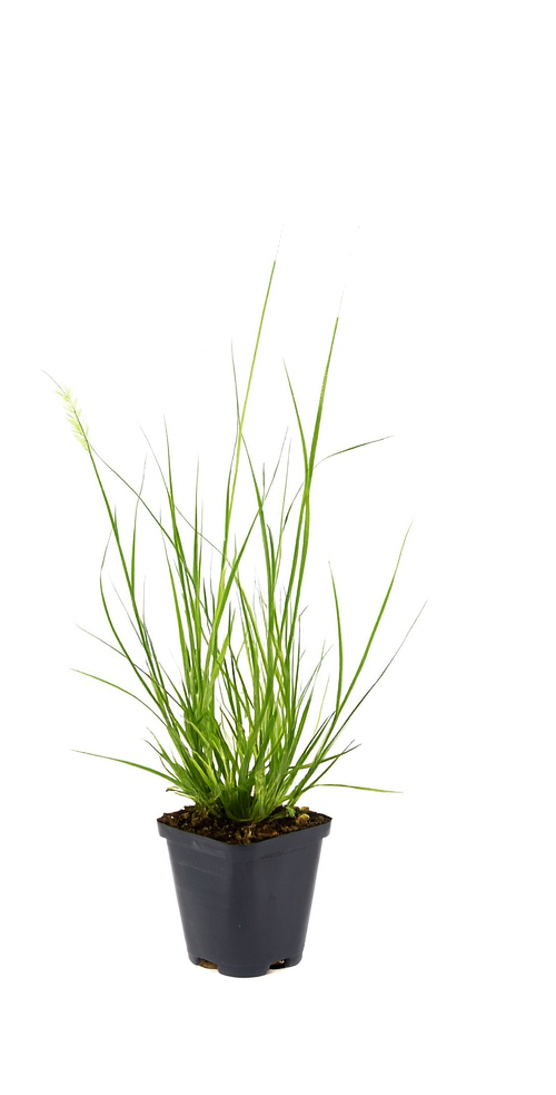 Lot de 4 plants d´herbe aux écouvillons (Pennisetum)