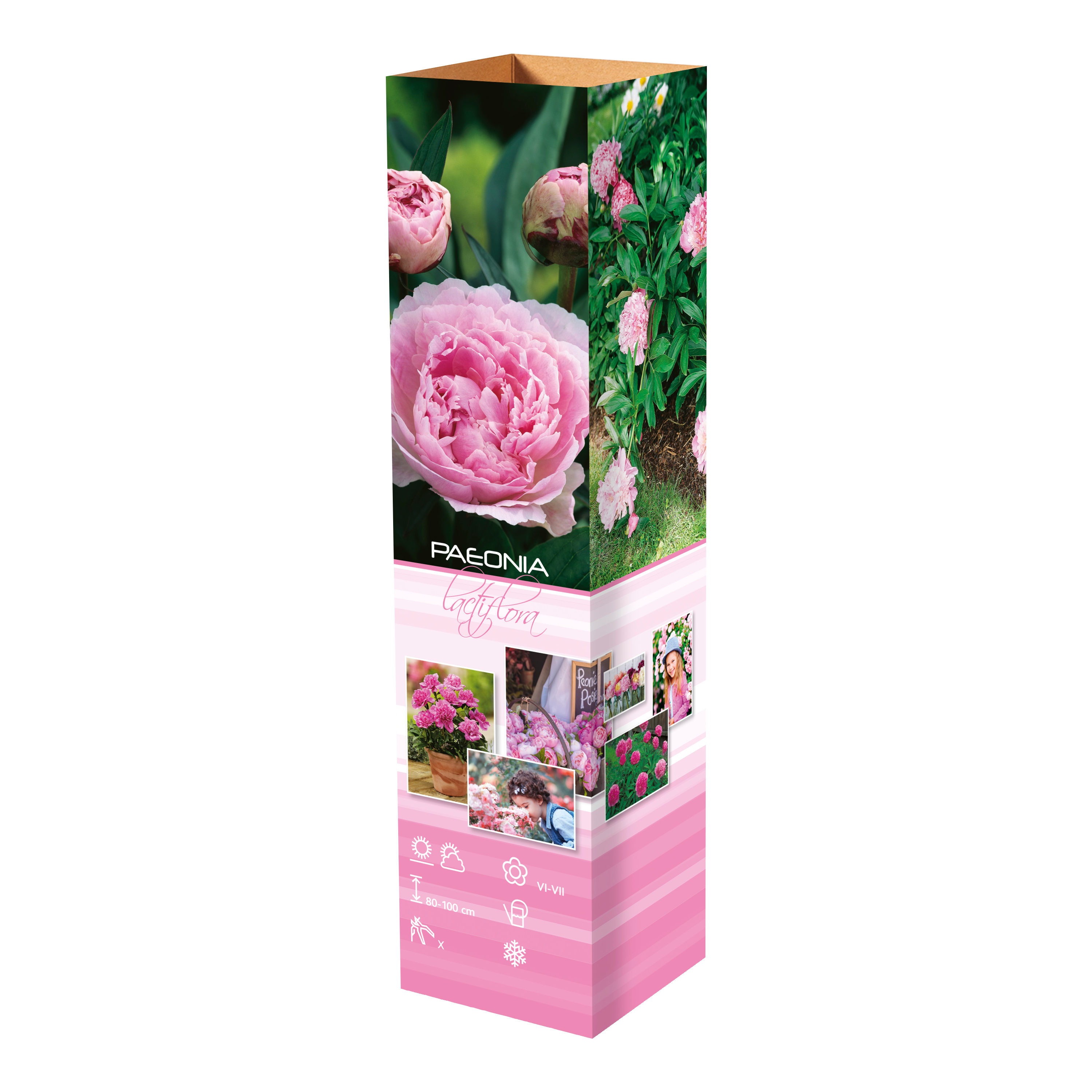 Lot de 6 pivoines: 2 rouges, 2 blanches, 2 roses