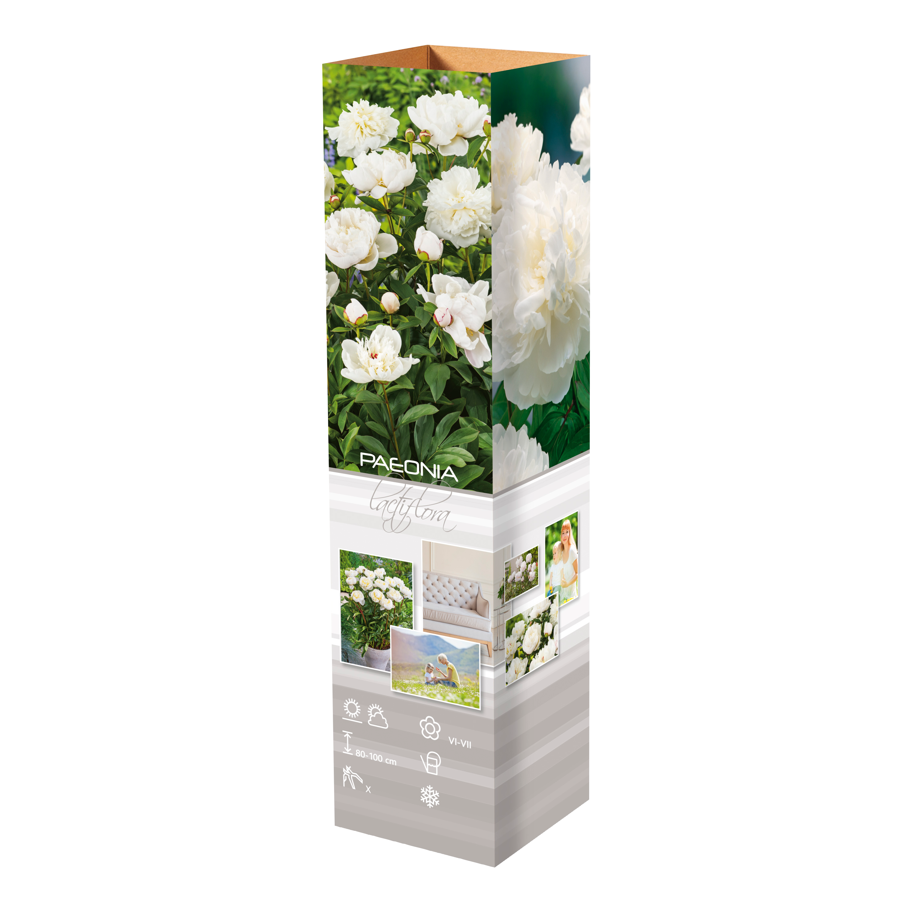 Lot de 3 pivoines: 1 rouge, 1 blanche, 1 rose