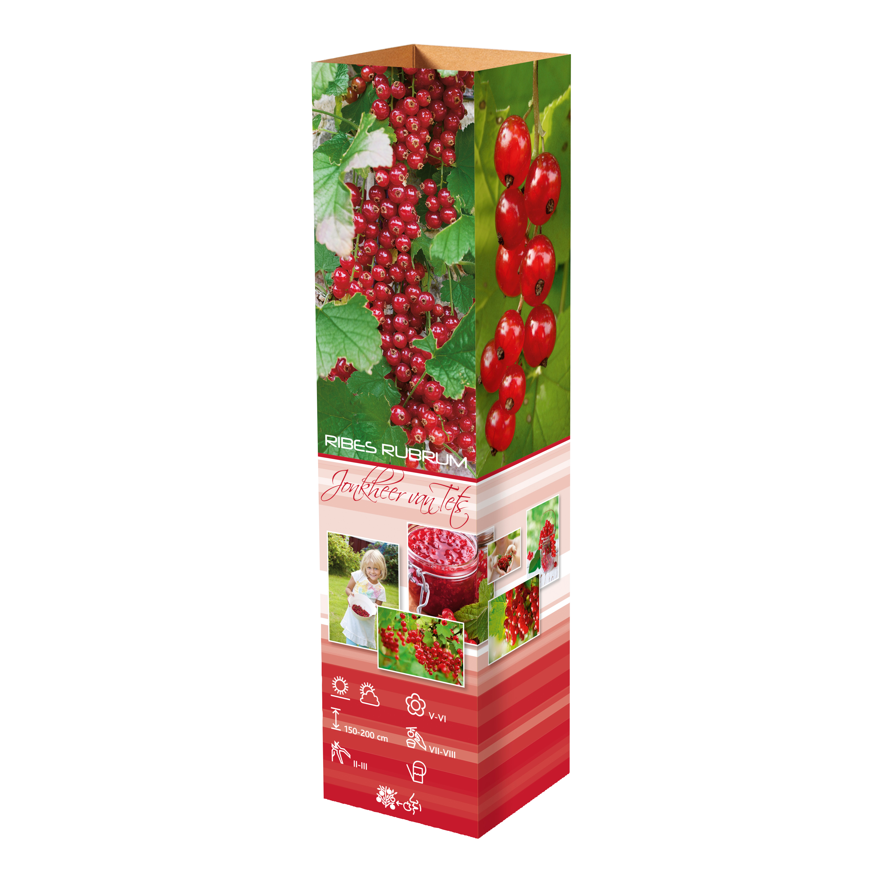 Lot de 25 plantes fruitières 30–38 cm : 20 fraisiers, 1 framboisier, 1 mûrier, 1 myrtillier, 1 groseillier, 1 cassis,