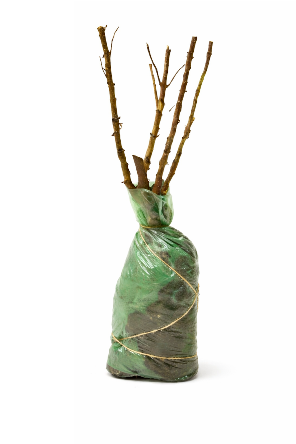 Lot de 4 arbustes d'ornement XL : 1 Hibiscus, 1 Weigelia, 1 Deutzia, 1 Forsythia  - 30-38 cm