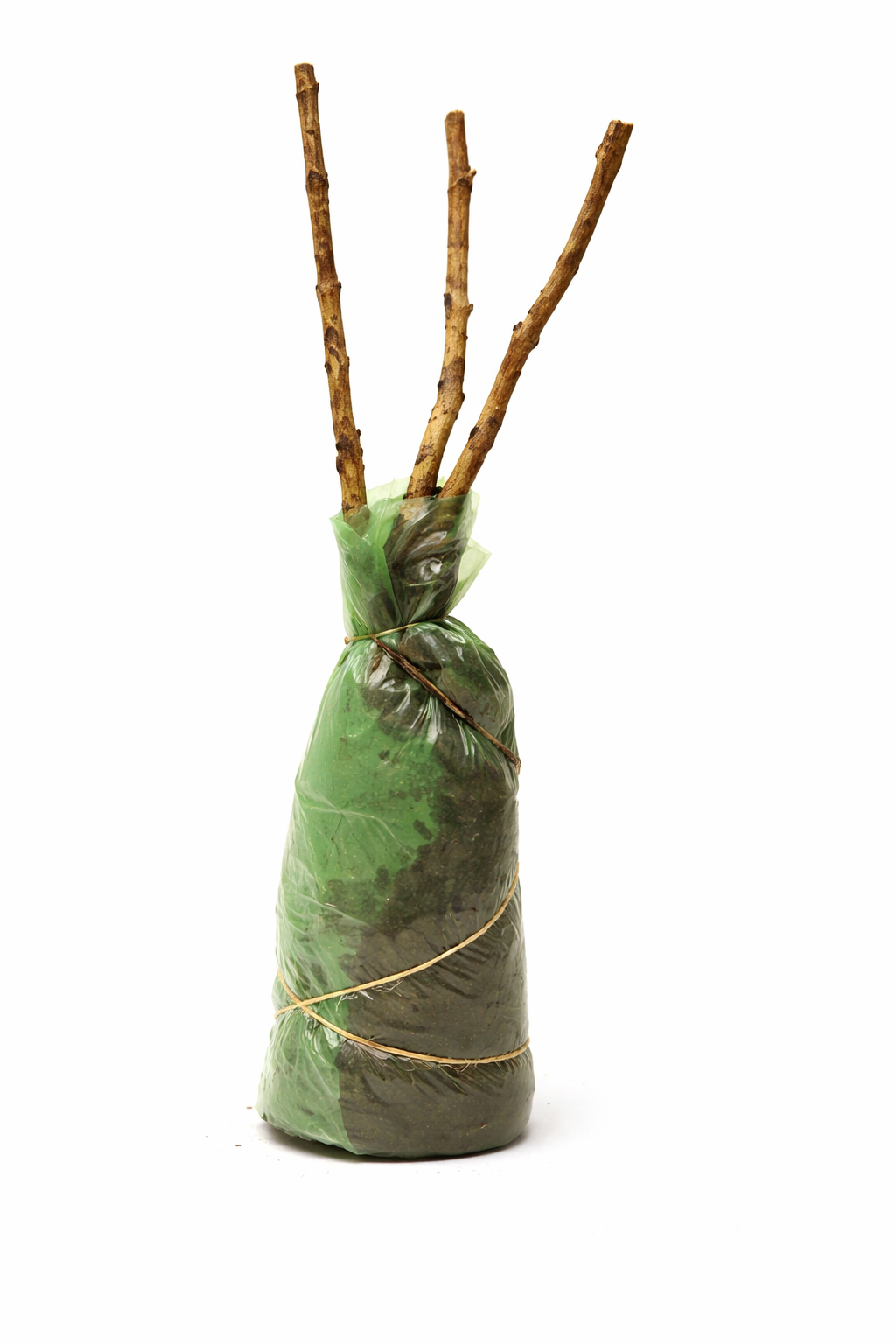 Lot de 4 arbustes d'ornement XL : 1 Hibiscus, 1 Weigelia, 1 Deutzia, 1 Forsythia  - 30-38 cm