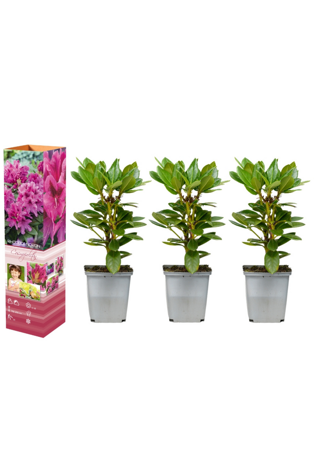 Lot de 3 azalées roses