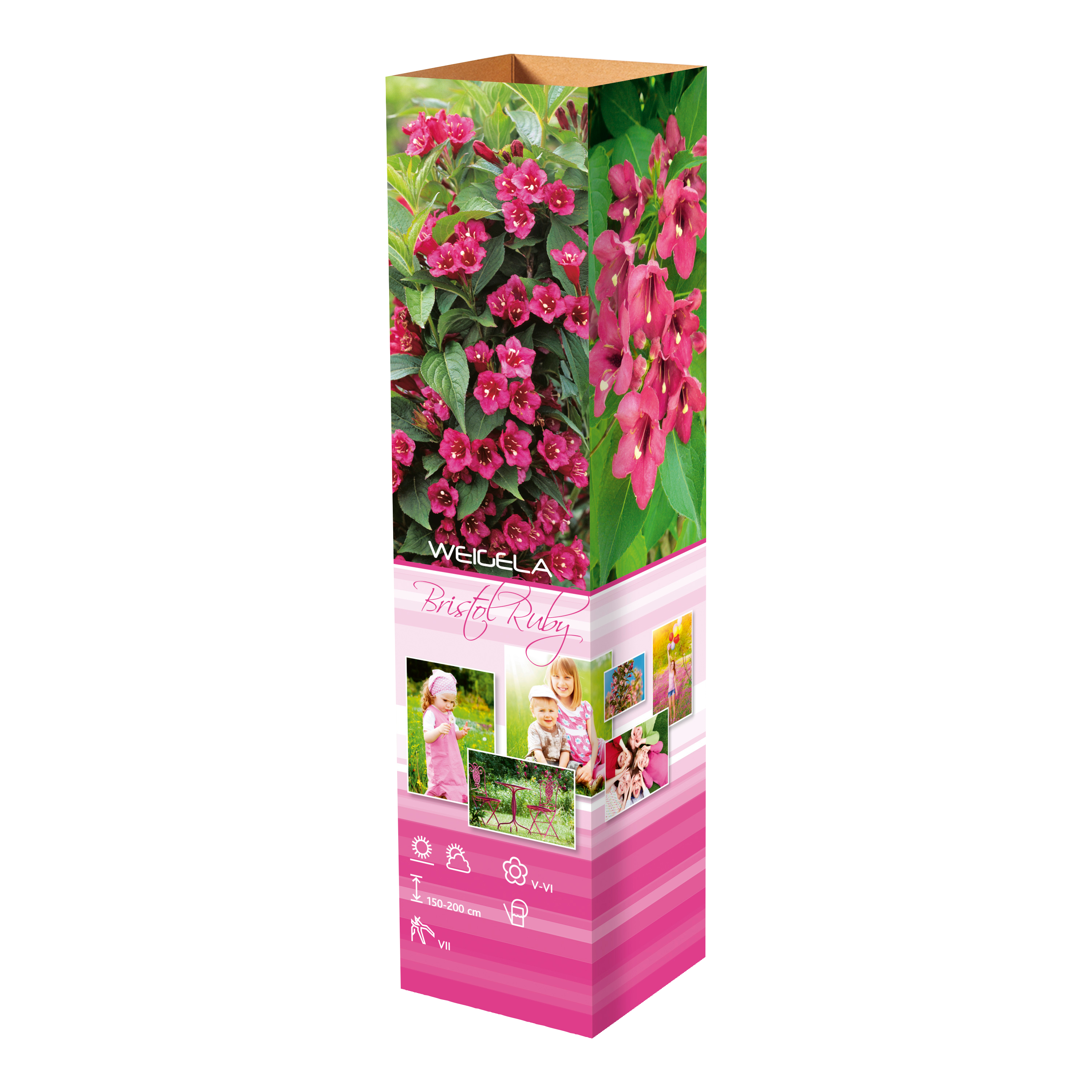 Lot de 4 arbustes d'ornement XL : 1 Hibiscus, 1 Weigelia, 1 Deutzia, 1 Forsythia  - 30-38 cm