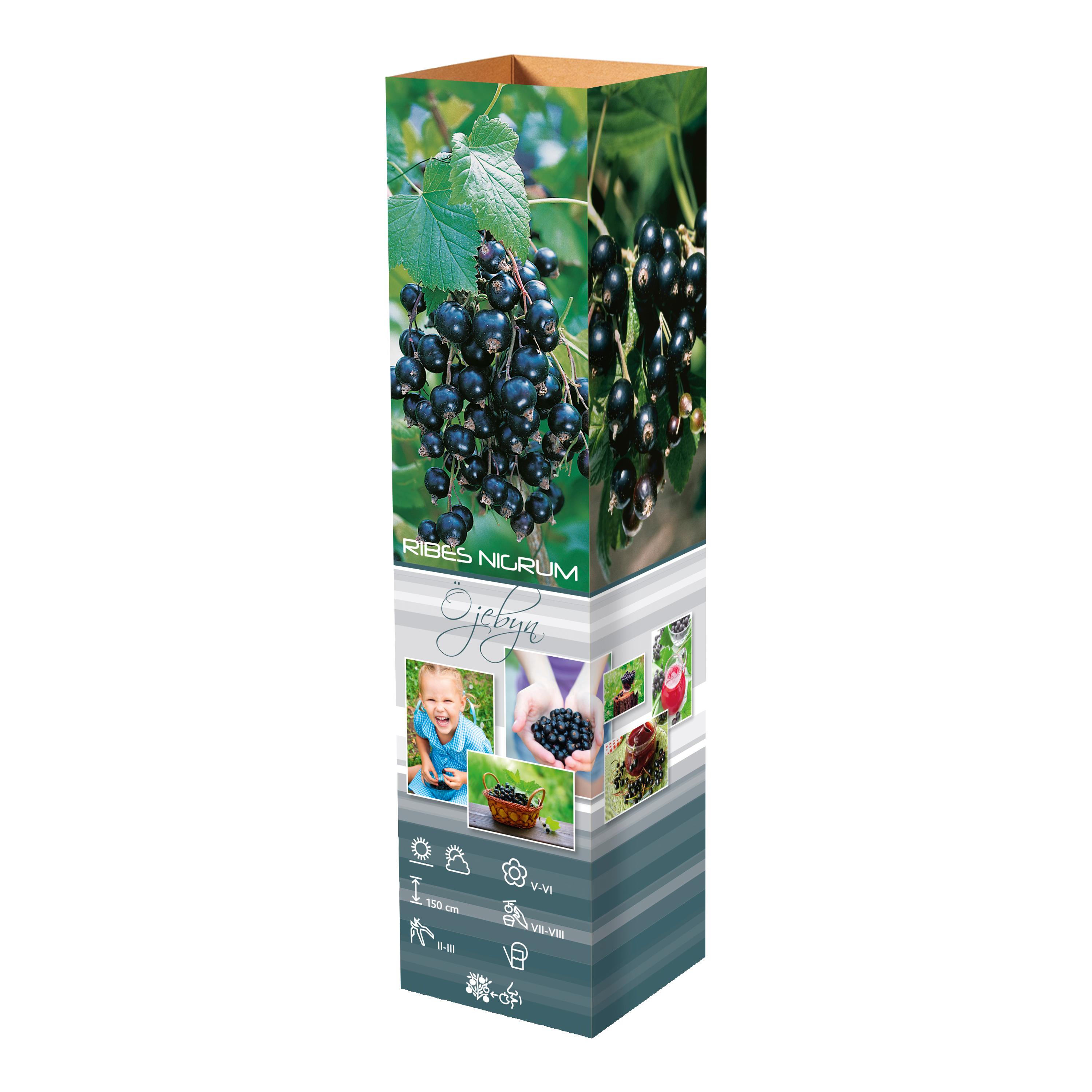 Lot de 25 plantes fruitières 30–38 cm : 20 fraisiers, 1 framboisier, 1 mûrier, 1 myrtillier, 1 groseillier, 1 cassis,