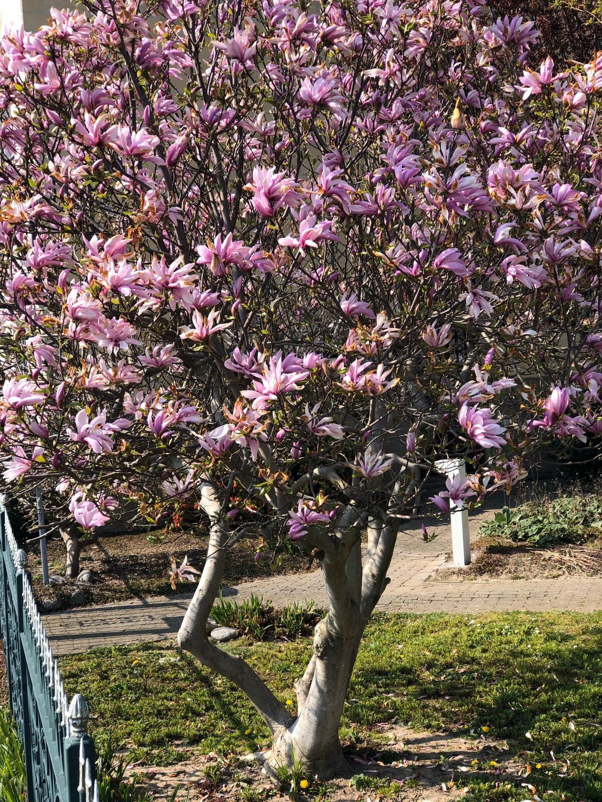 Lot de 3 magnolias : 1 magnolia Susan, 1 magnolia Soulangeana, 1 magnolia Stellata - 30-38 cm