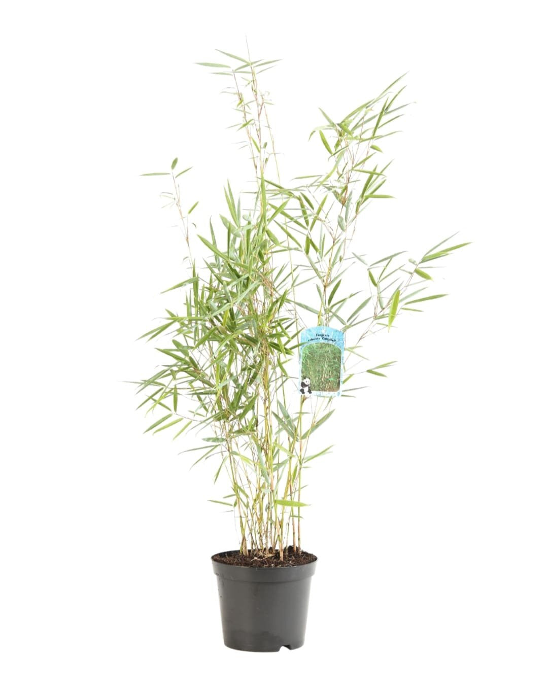 Bambou Fargesia robusta Campbell 60/80cm Pot 3L