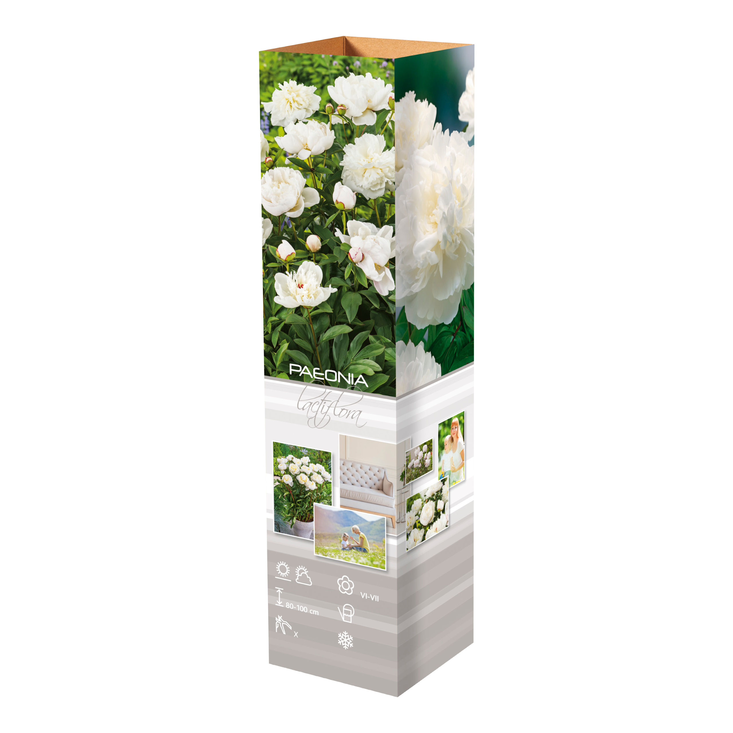 Lot de 6 pivoines blanches