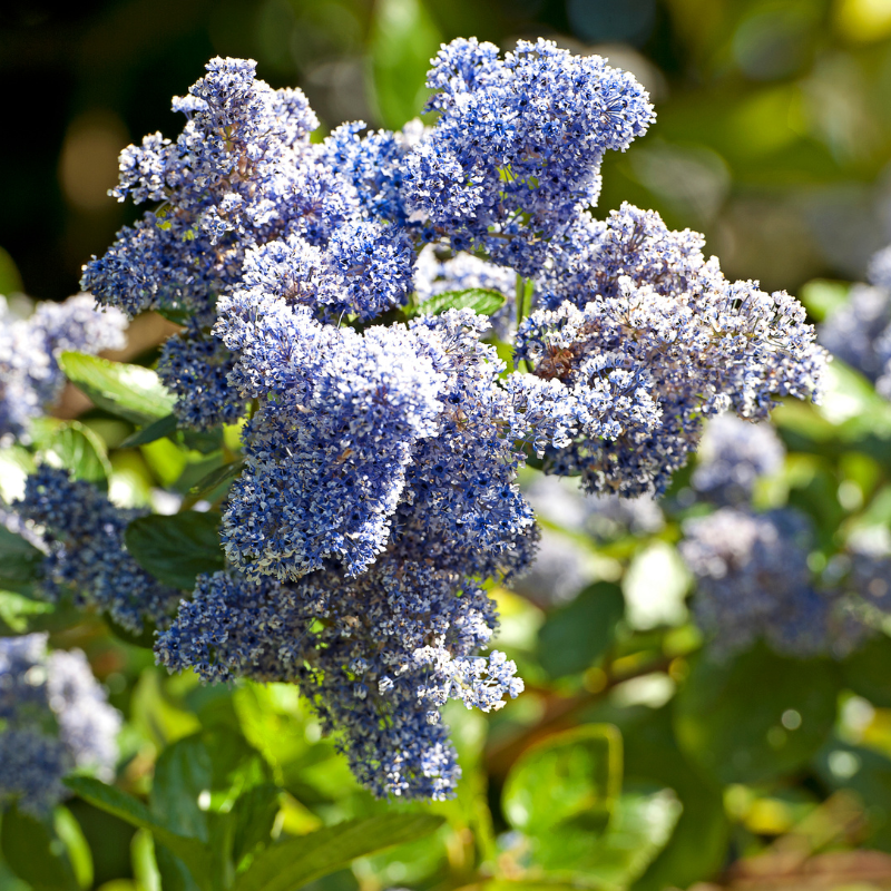 Céanothe concha - Ceanothus concha 40/50 cm Pot 3L
