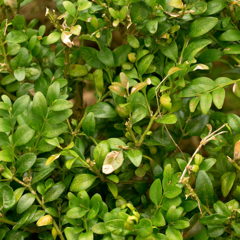 Chèvrefeuille à cupule - Lonicera pileata 10/15 cm Godet 9cm