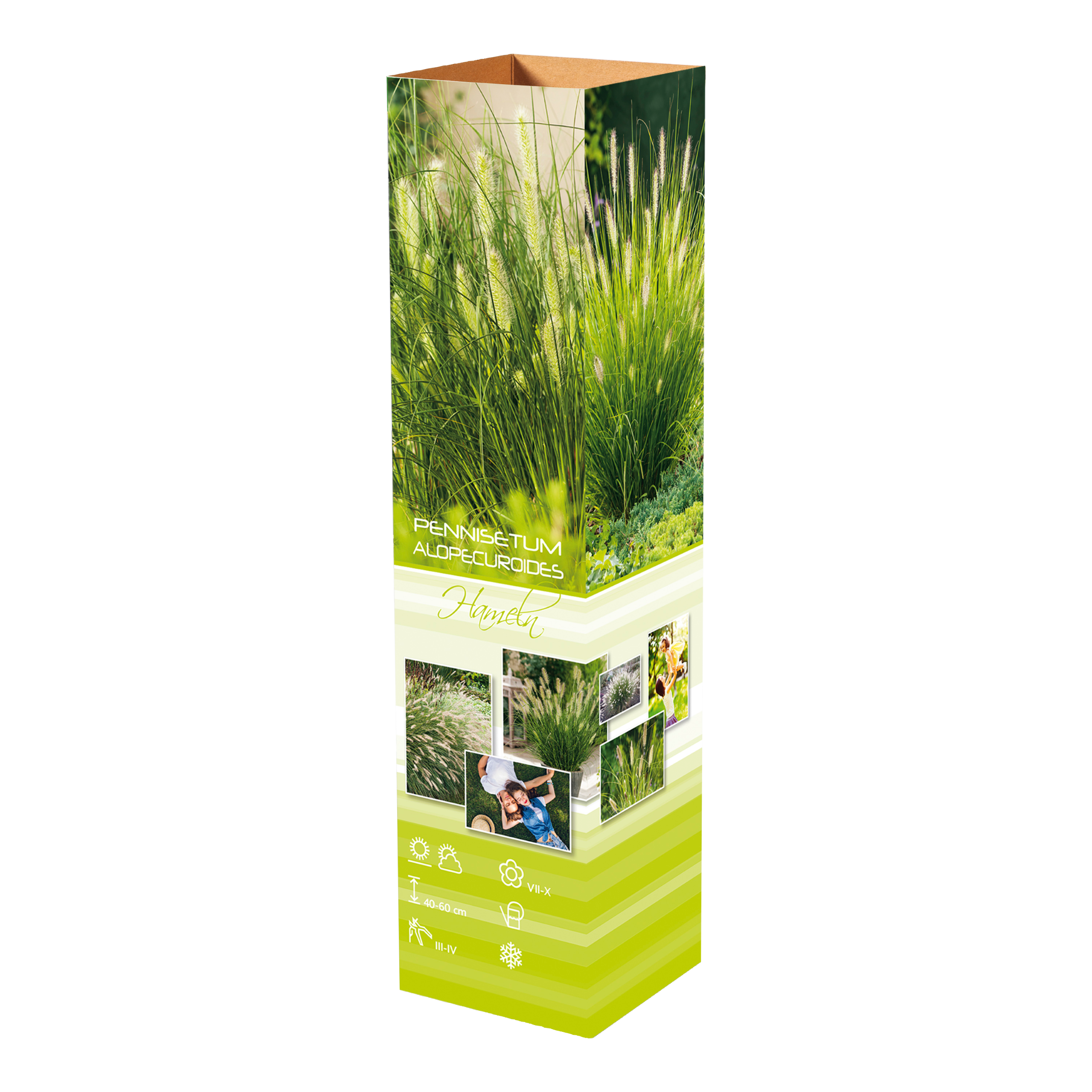 Lot de 4 plants d´herbe aux écouvillons (Pennisetum)