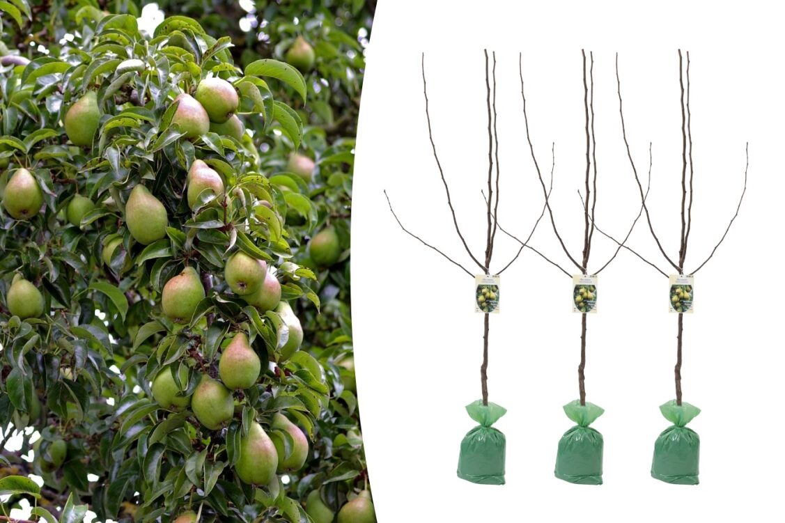 Lot de 3 Poiriers - 140-170 cm